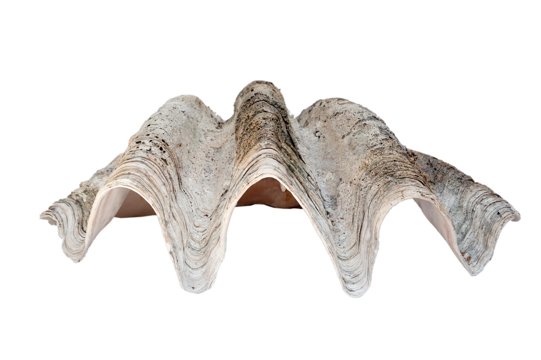 19th Century South Pacific Natural Giant Clam Shell Specimen For Sale