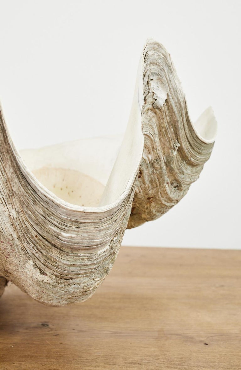 South Pacific Natural Giant Clam Shell Specimen at 1stDibs giant clam