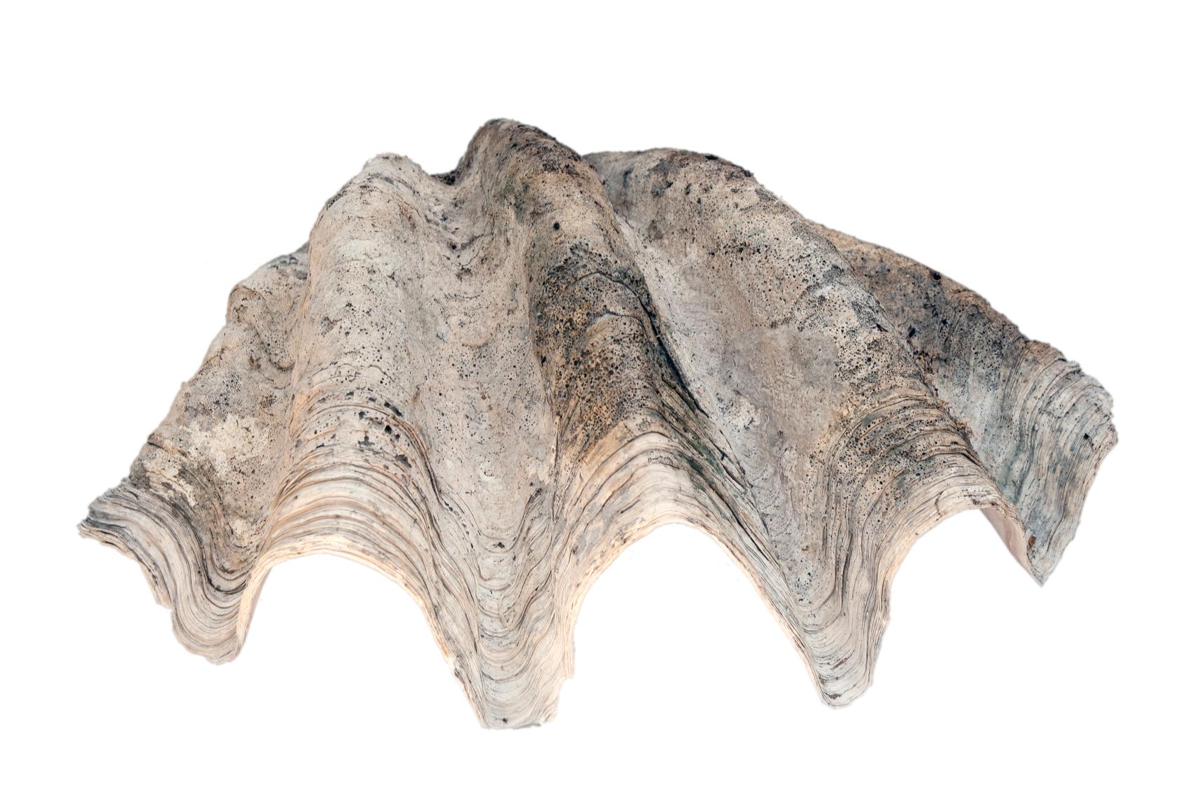 South Pacific Natural Giant Clam Shell Specimen For Sale 1