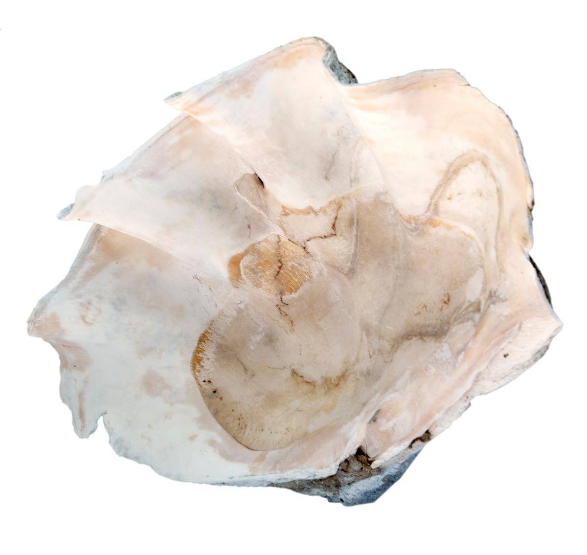 Südpazifisches natürliches Muschel-Muschel-Exemplar in Muschelform im Angebot 4