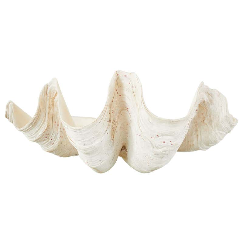 South Pacific Natural Giant Clam Shell Specimen at 1stDibs