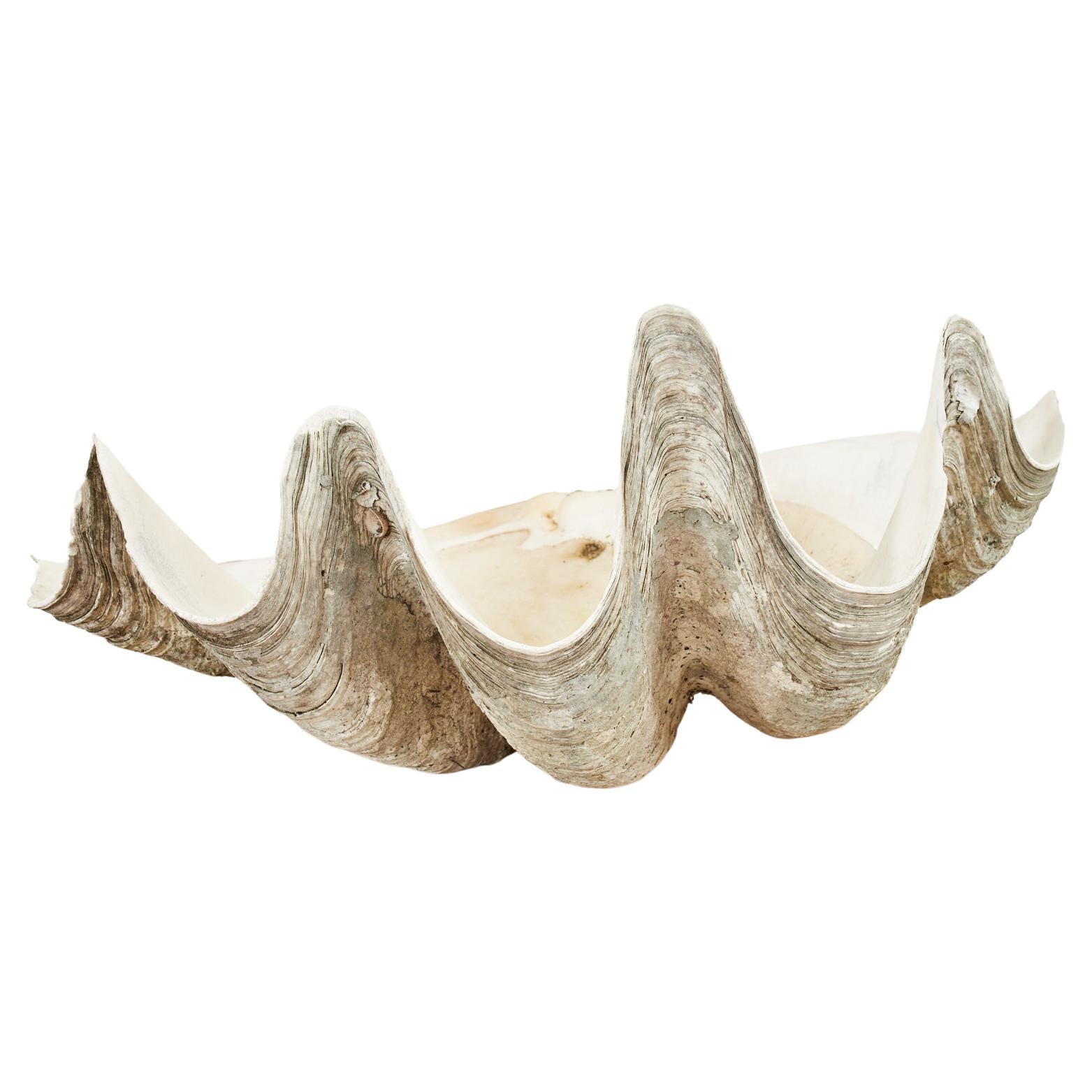 South Pacific Natural Giant Clam Shell Specimen