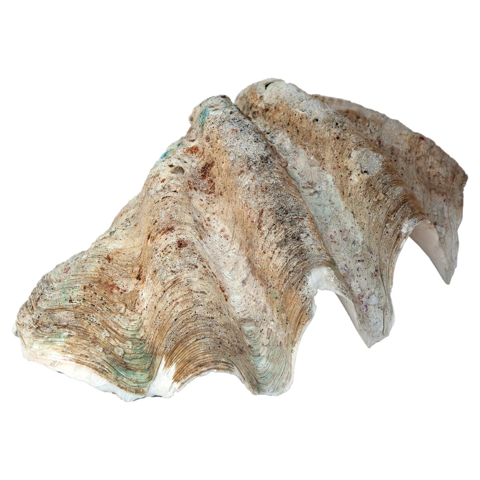 Natürliches Muschelschalen-Exemplar von Tridacna Gigas aus dem Südpazifik.
Dieses Stück ist wunderschön und skulptural und eignet sich auch hervorragend als Behälter.
Dieses seltene natürliche Exemplar mit schimmerndem rosafarbenem Inneren und