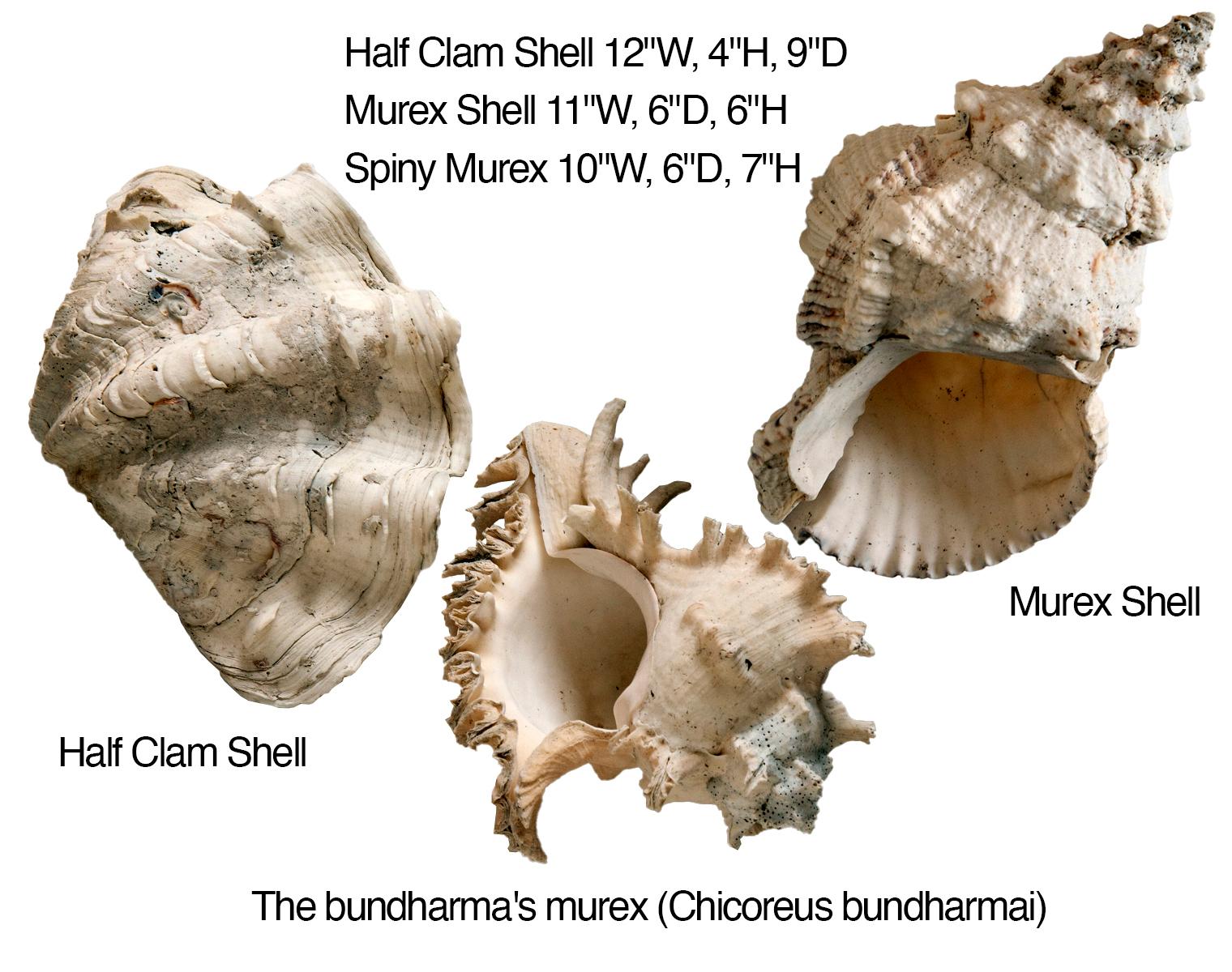 South Pacific Sea Shell Collection; Set/3 (Südostasiatisch) im Angebot