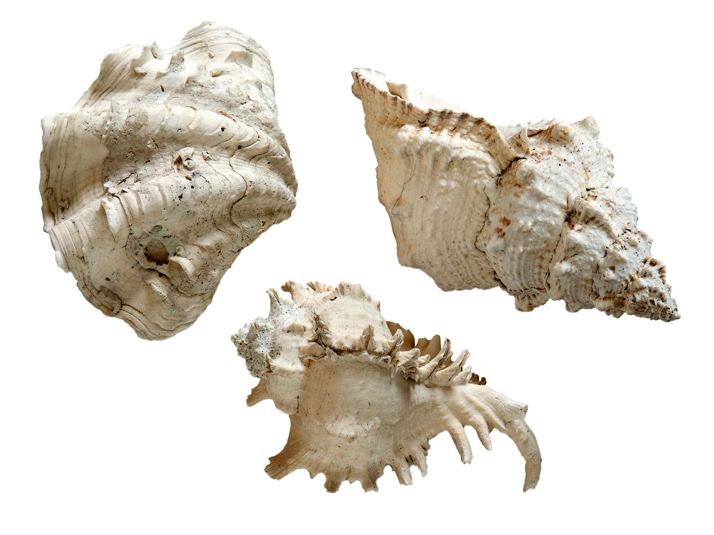 South Pacific Sea Shell Collection; Set/3 im Zustand „Gut“ im Angebot in Malibu, CA