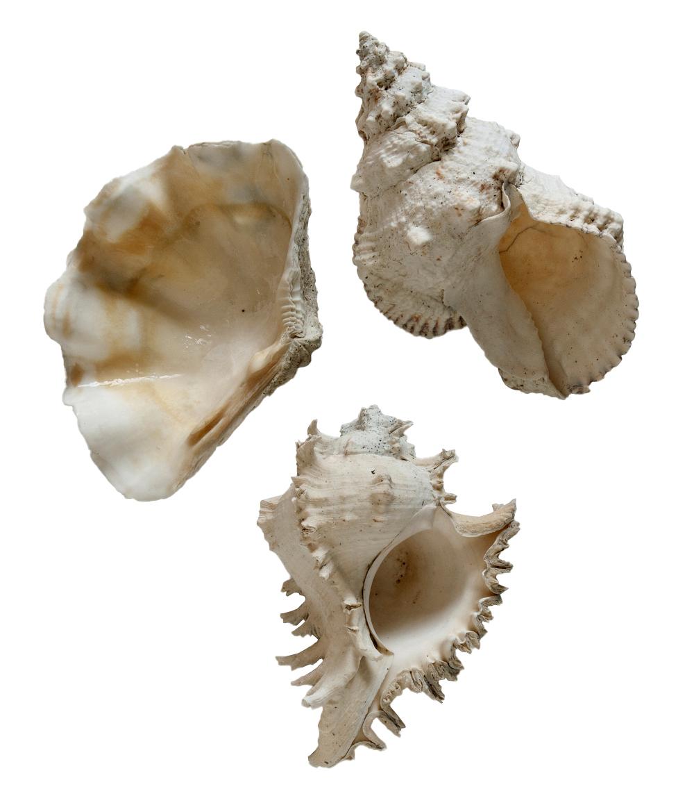 South Pacific Sea Shell Collection; Set/3 (20. Jahrhundert) im Angebot