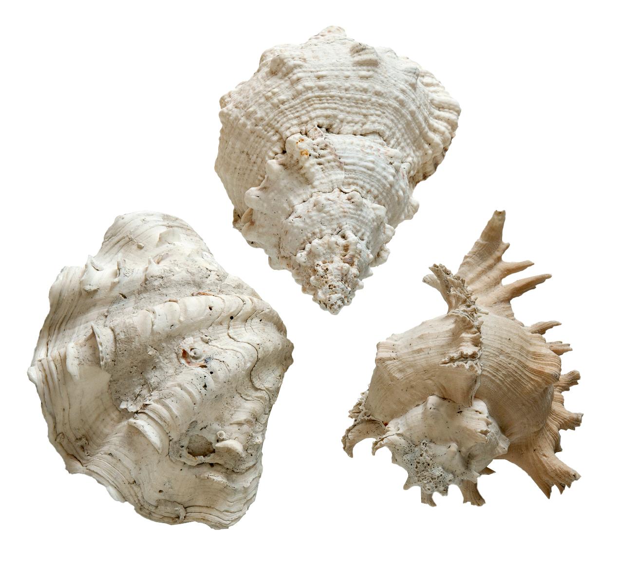 South Pacific Sea Shell Collection; Set/3 (Muschel) im Angebot