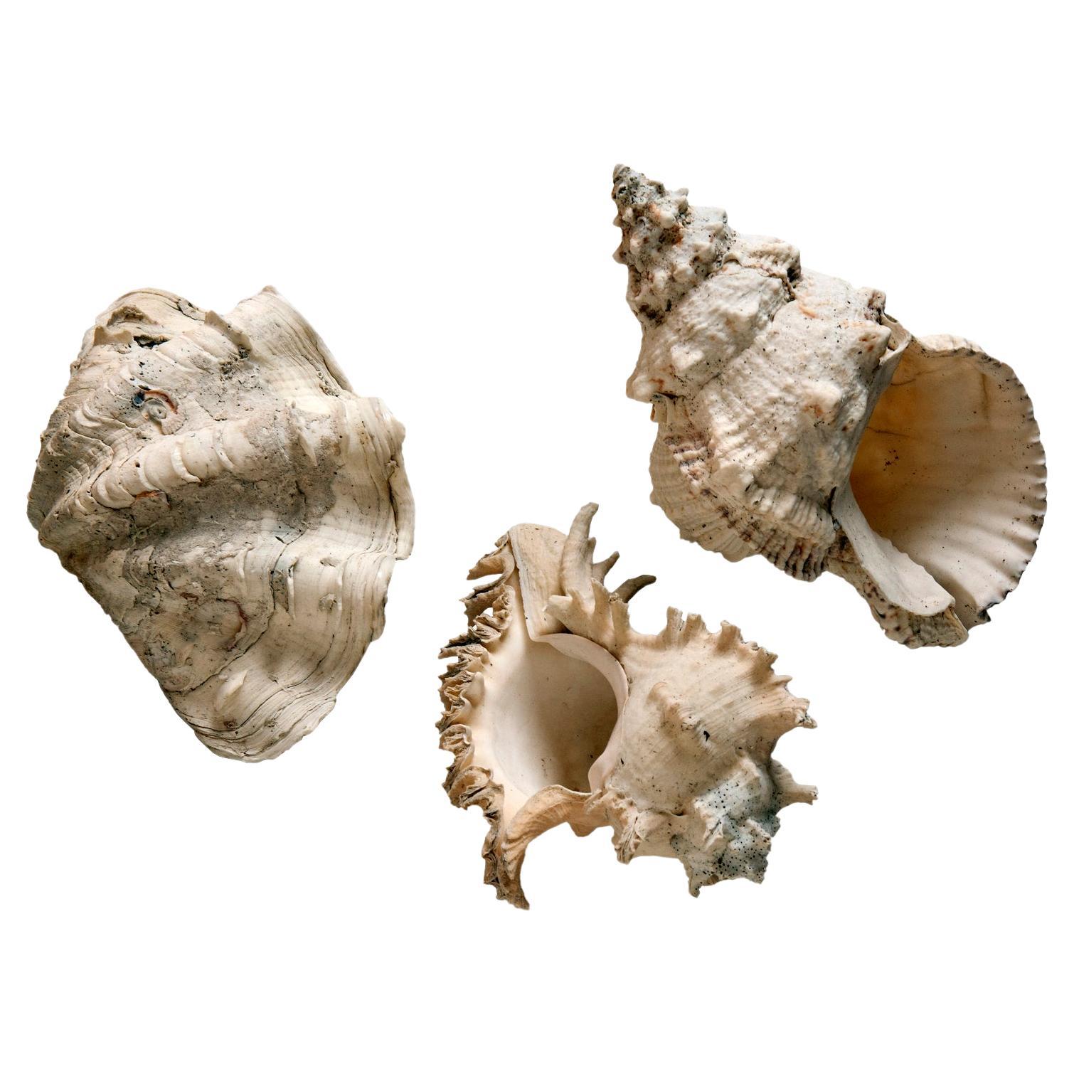Collezione di conchiglie del Pacifico meridionale; Set/3