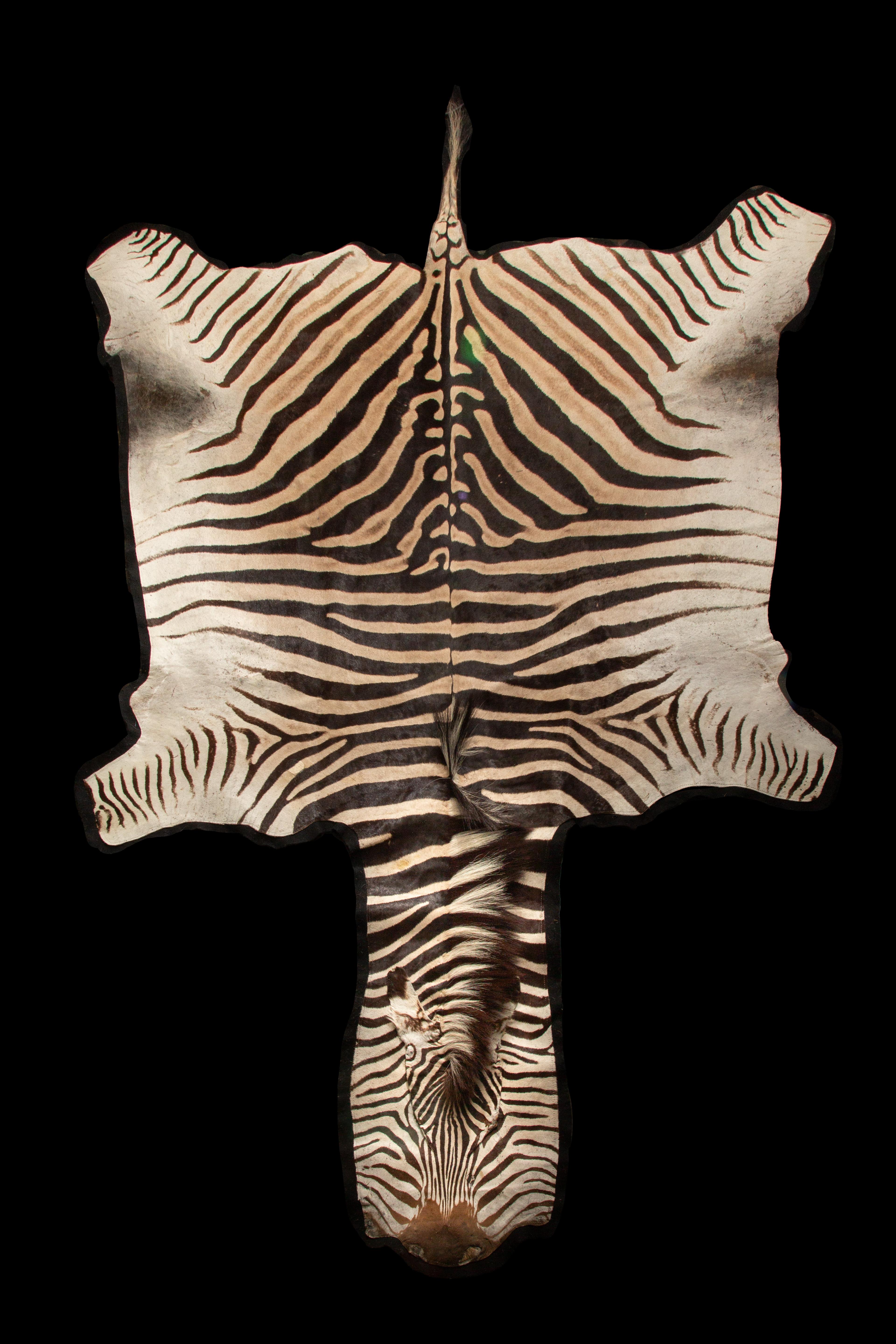 Extra großer Zebra-Teppich. Gefertigt aus feinstem Burchell's Zebrafell, einer südafrikanischen Unterart der Steppen, misst dieser exquisite Teppich etwa 136