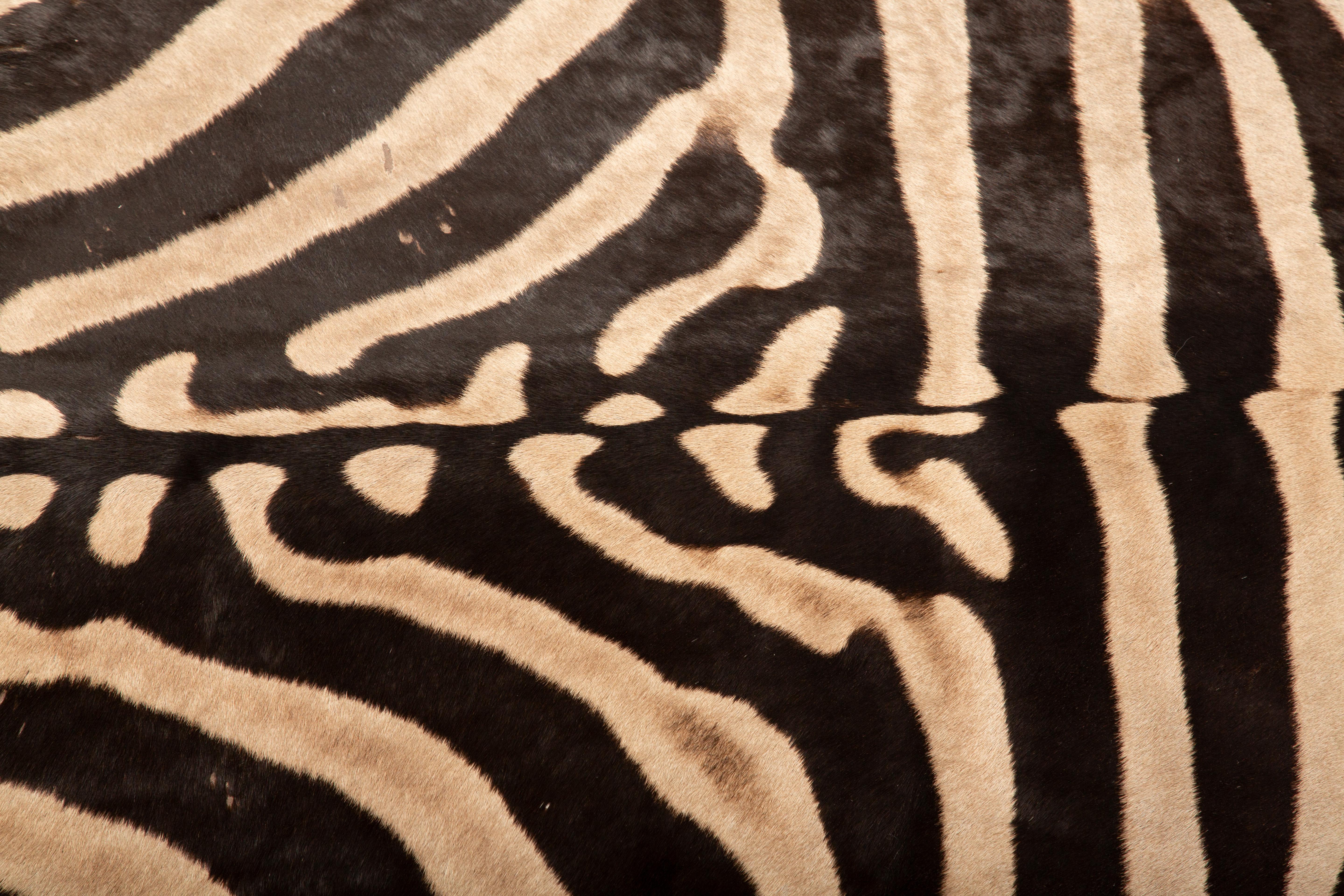 Tribal Southern African Elegance: Extra Large Burchell's Zebra Rug 136