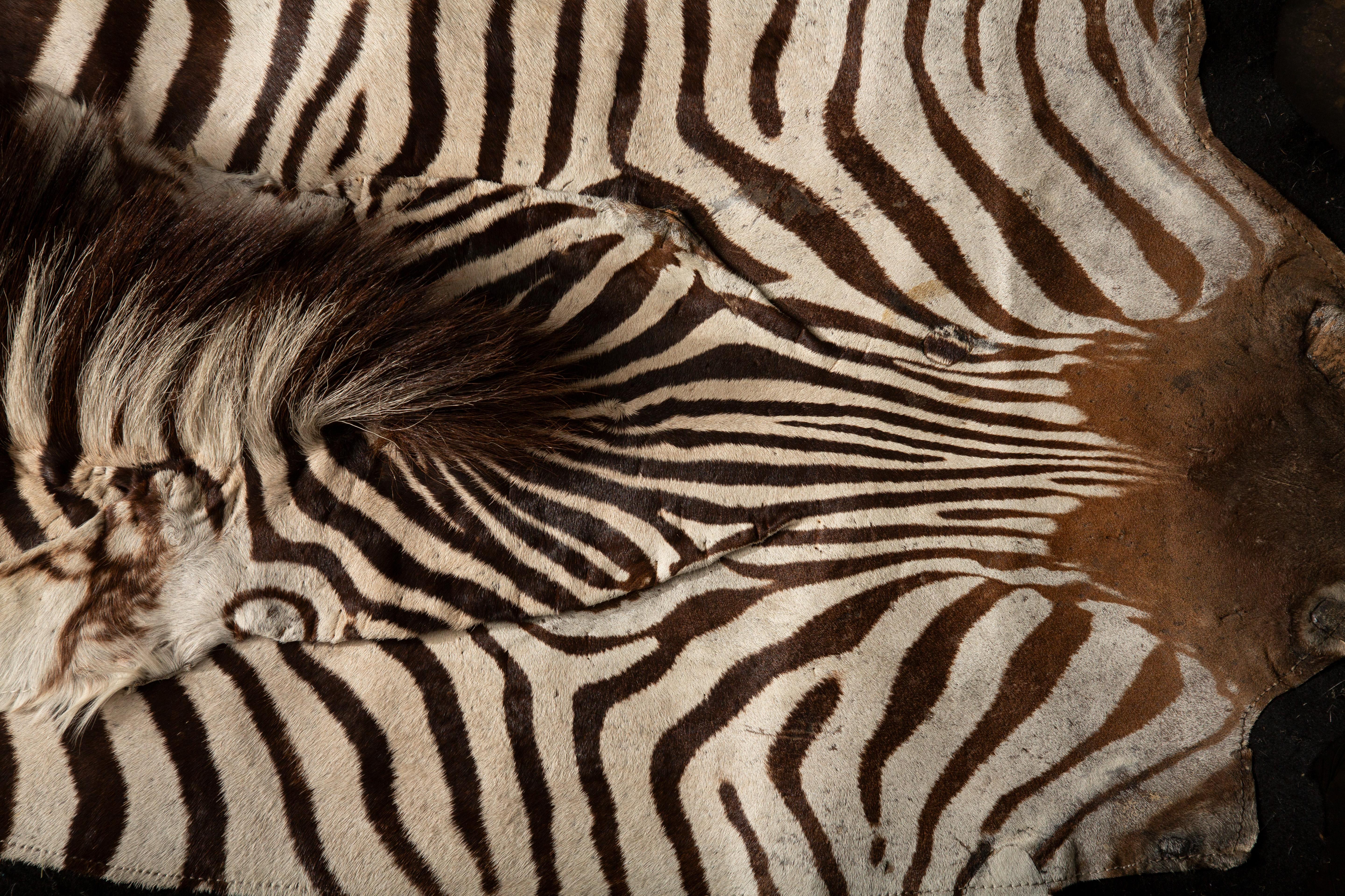 Südafrikanische Eleganz: Extra großer Burchell's Zebra-Teppich 136