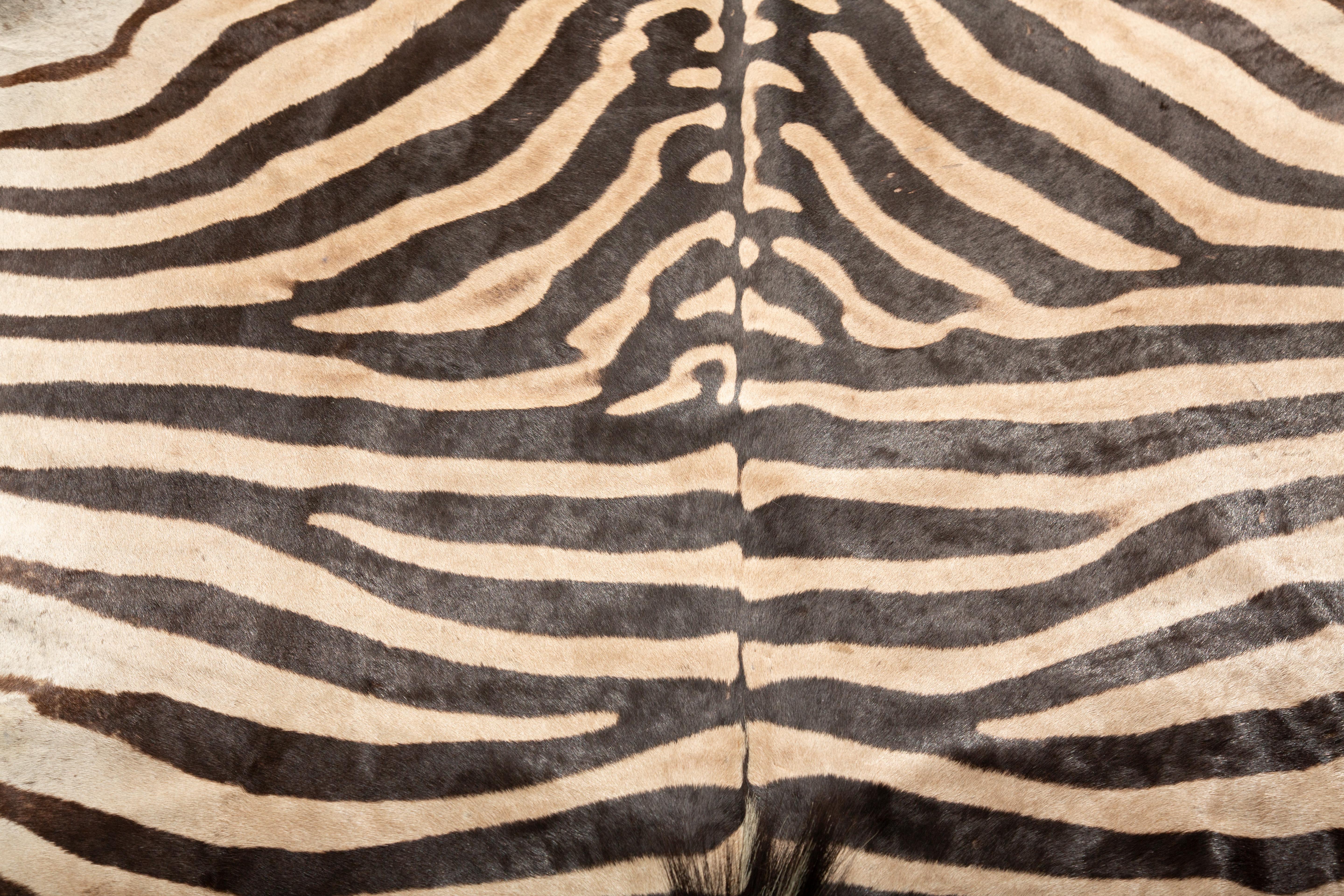 Southern African Elegance: Extra Large Burchell's Zebra Rug 136