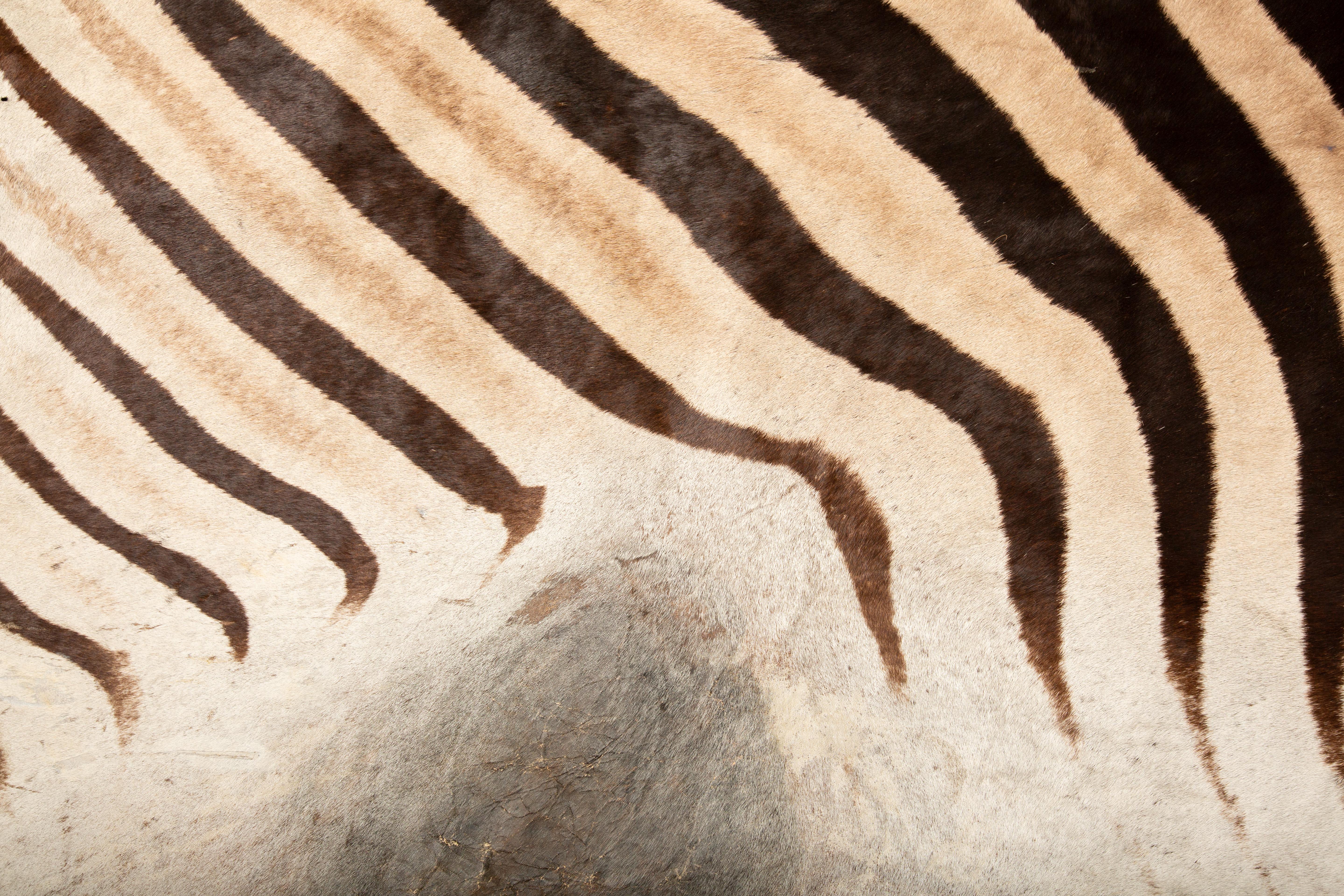 Contemporary Southern African Elegance: Extra Large Burchell's Zebra Rug 136