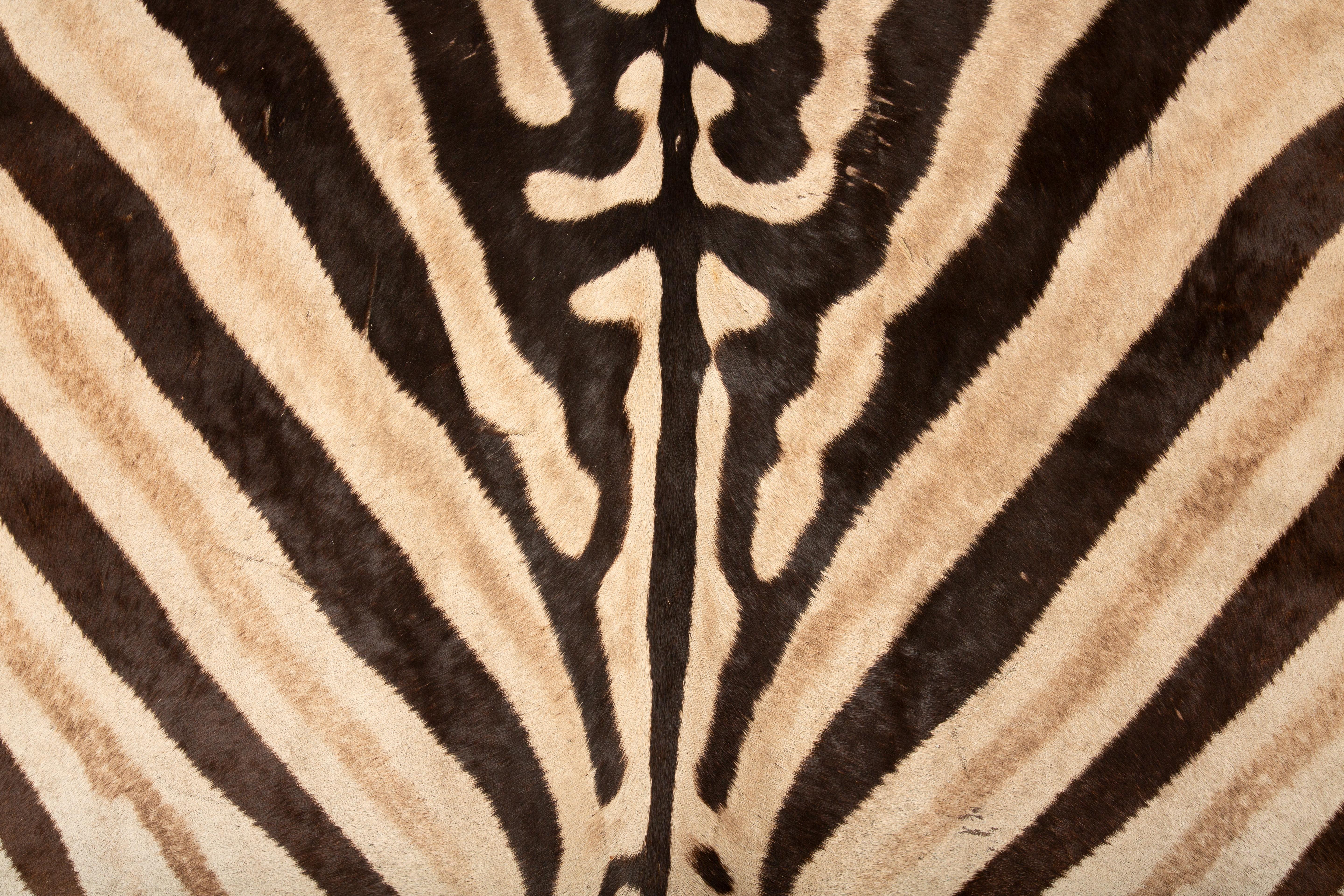 Peau d'animal Elegance de l'Afrique du Sud : Tapis zébré de Burchell extra-large 136