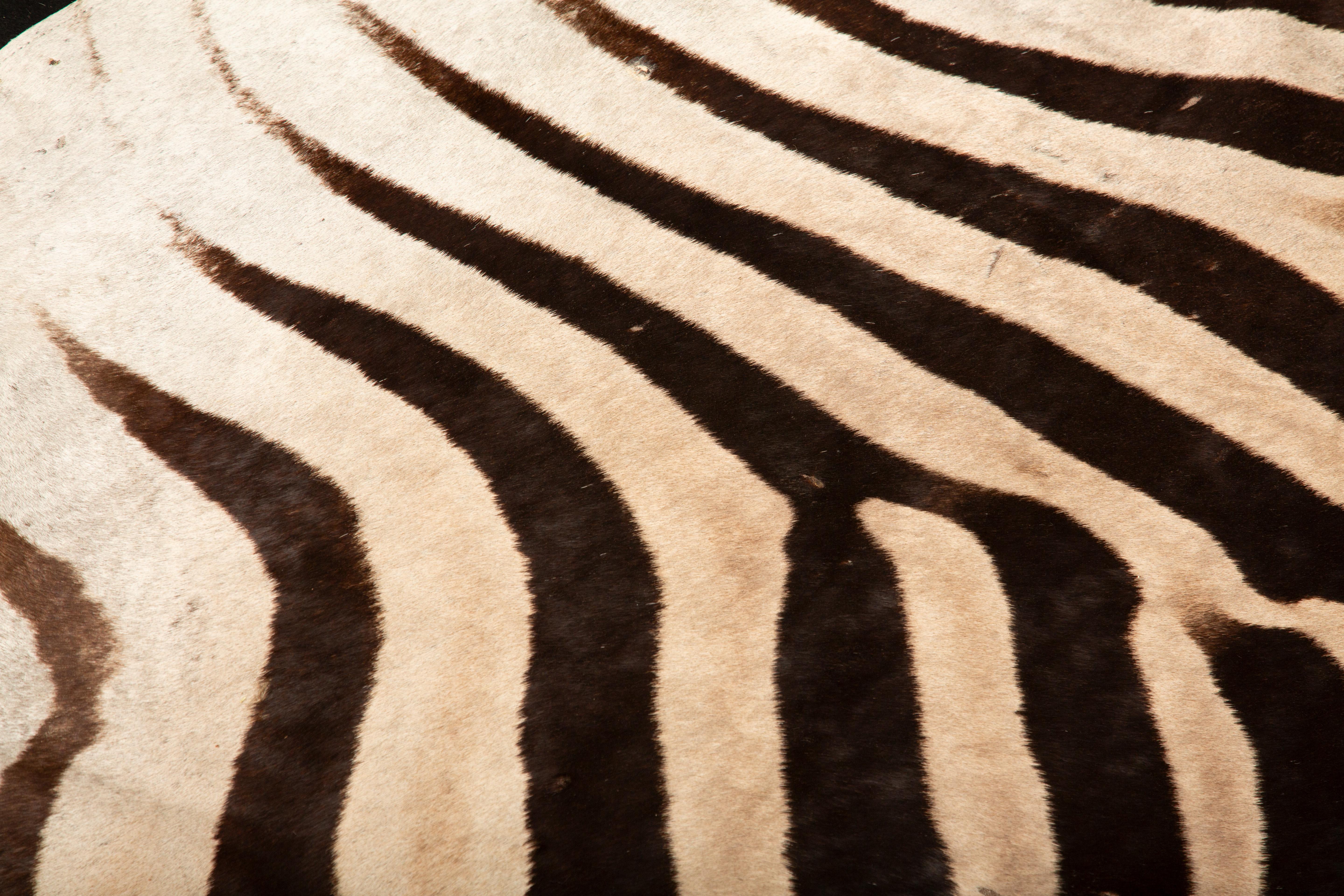 Southern African Elegance: Extra Large Burchell's Zebra Rug 136