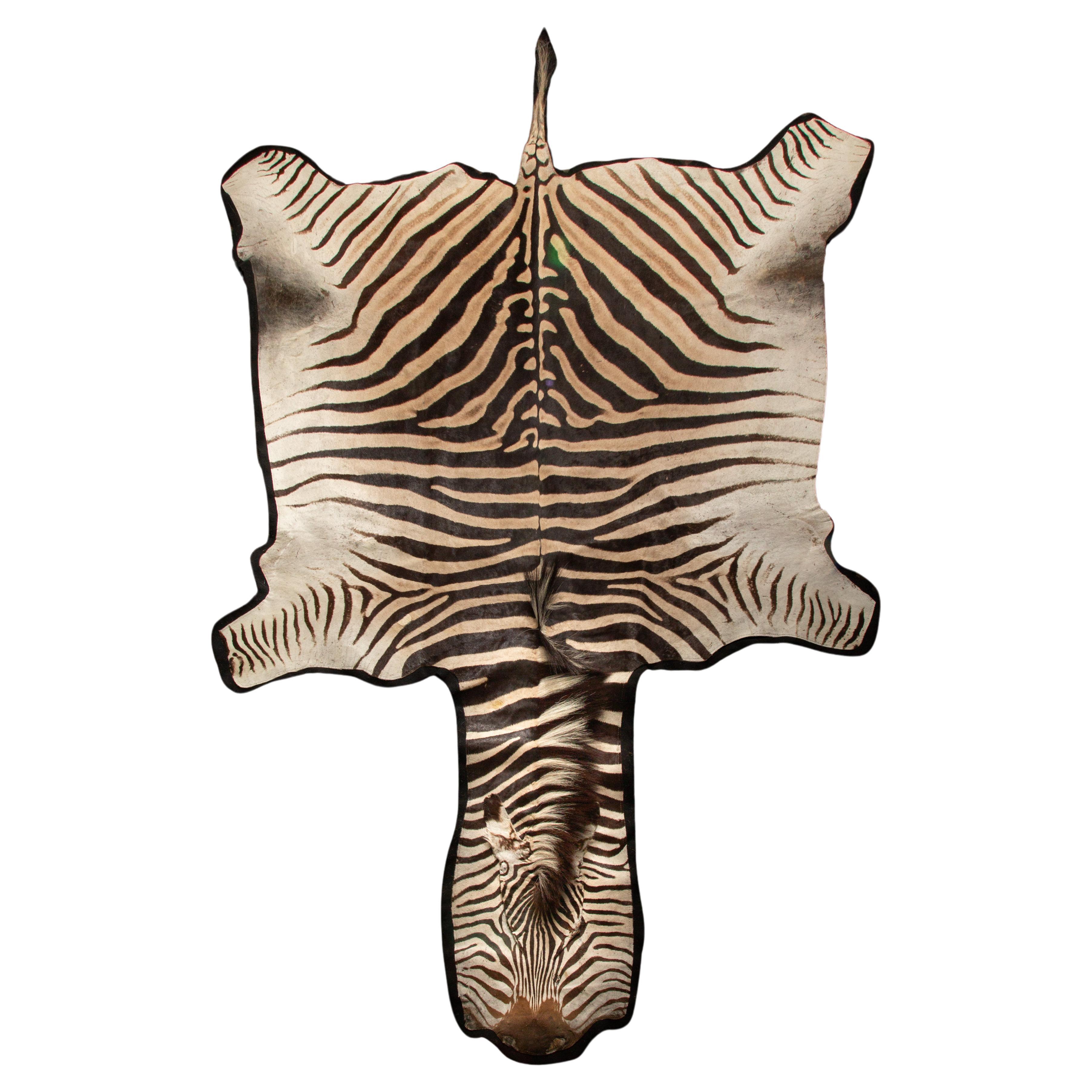 Southern African Elegance: Extra Large Burchell's Zebra Rug 136"  For Sale