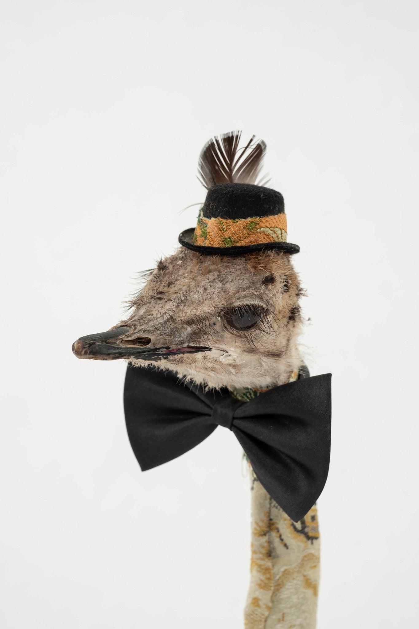 Textile Southern Beasts Ostrich Taxidermy For Sale