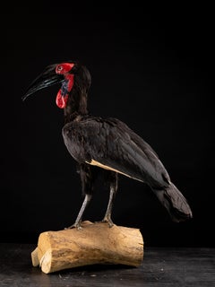 Taxidermie du Sud en corne de bœuf sur une base naturelle - Bucorvus leadbeateri.