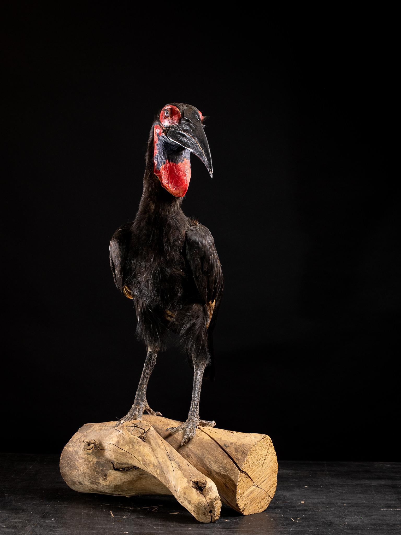 Southern Ground Hornbill Taxidermy on a Natural Base-Bucorvus Leadbeateri In Good Condition In Leuven , BE