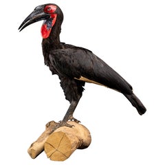 Taxidermie du Sud en corne de bœuf sur une base naturelle - Bucorvus leadbeateri.
