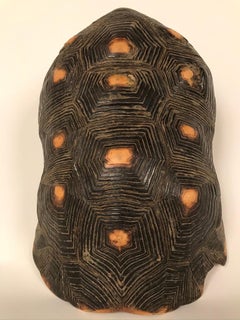 Southwest Box Turtle Shell
