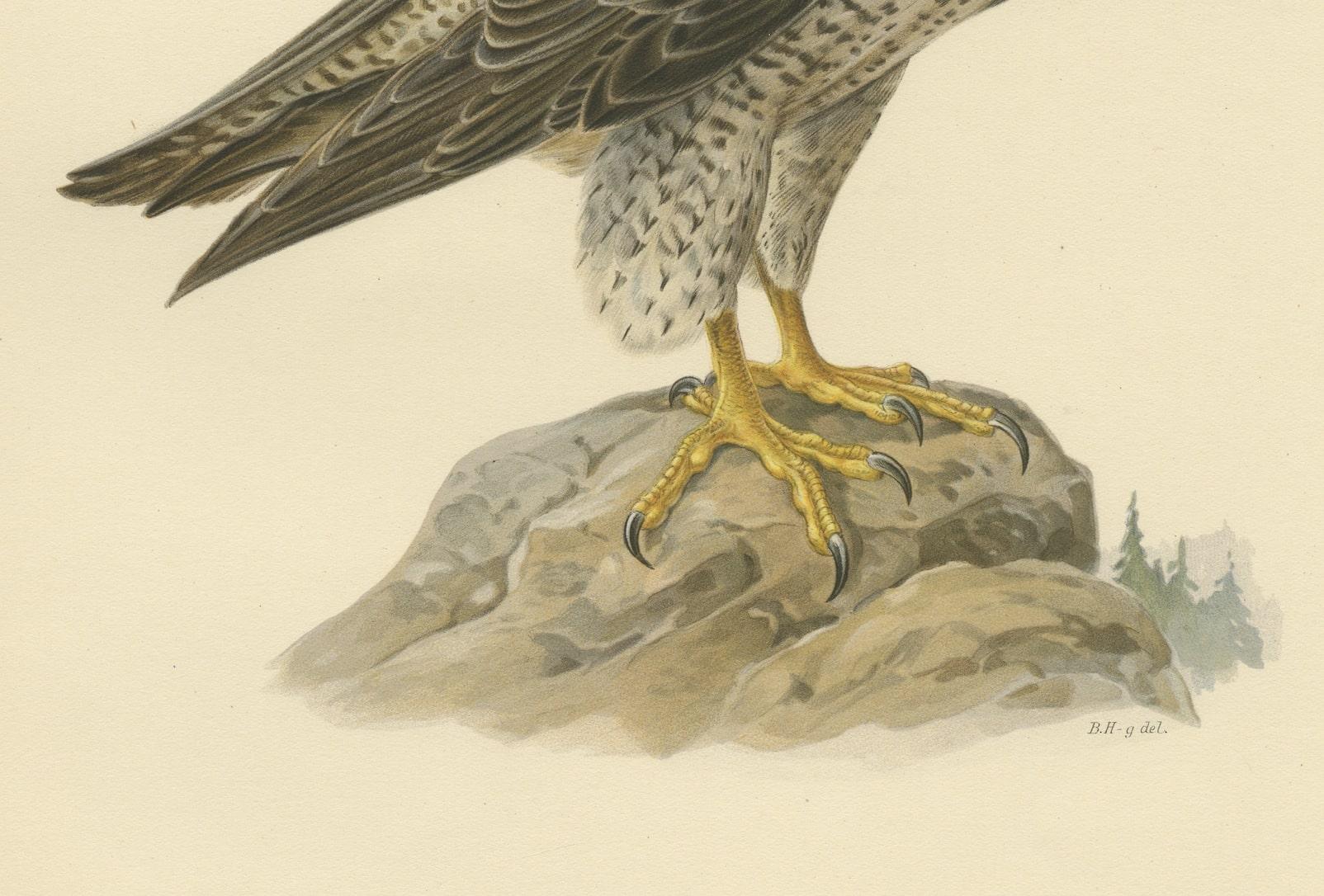 Sovereign of the Skies: Litho of The Peregrine Falcon (Falco peregrinus), 1927 In Good Condition For Sale In Langweer, NL