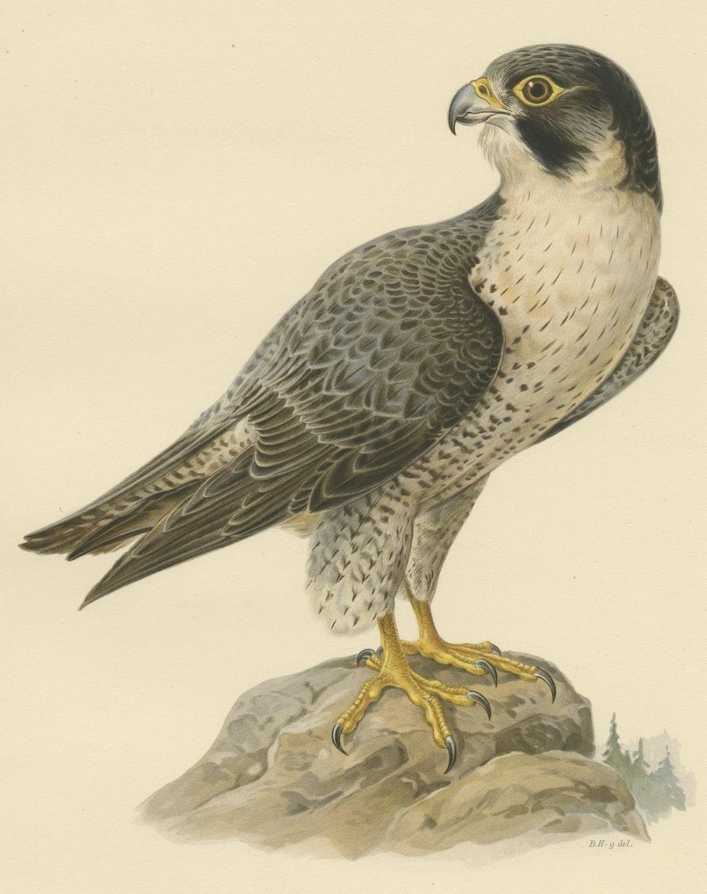 Early 20th Century Sovereign of the Skies: Litho of The Peregrine Falcon (Falco peregrinus), 1927 For Sale