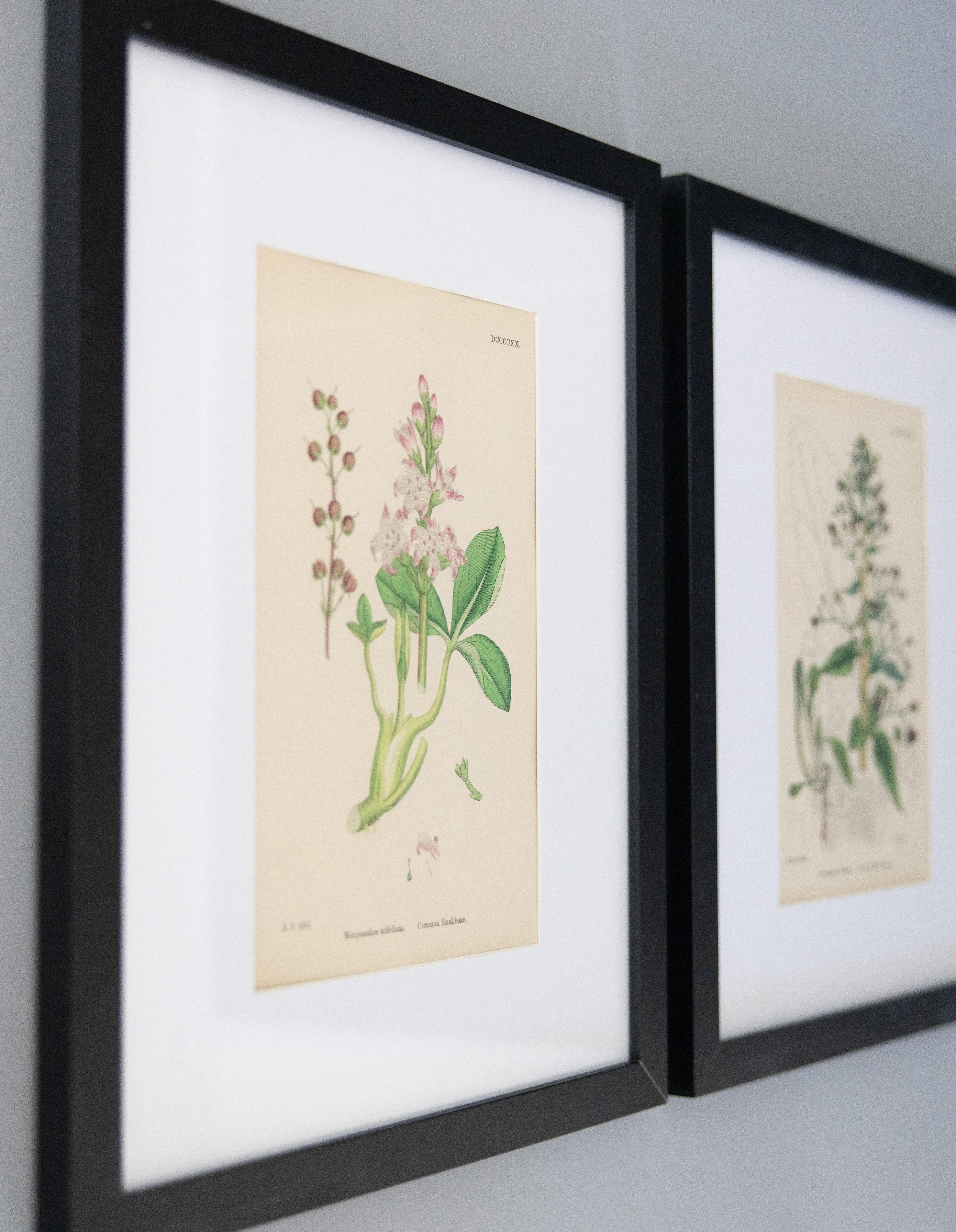 Custom framed 19th century botanical engravings from 