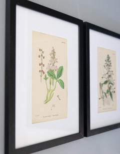 Sowerby English Botany - Juego de dos láminas botánicas con marco personalizado