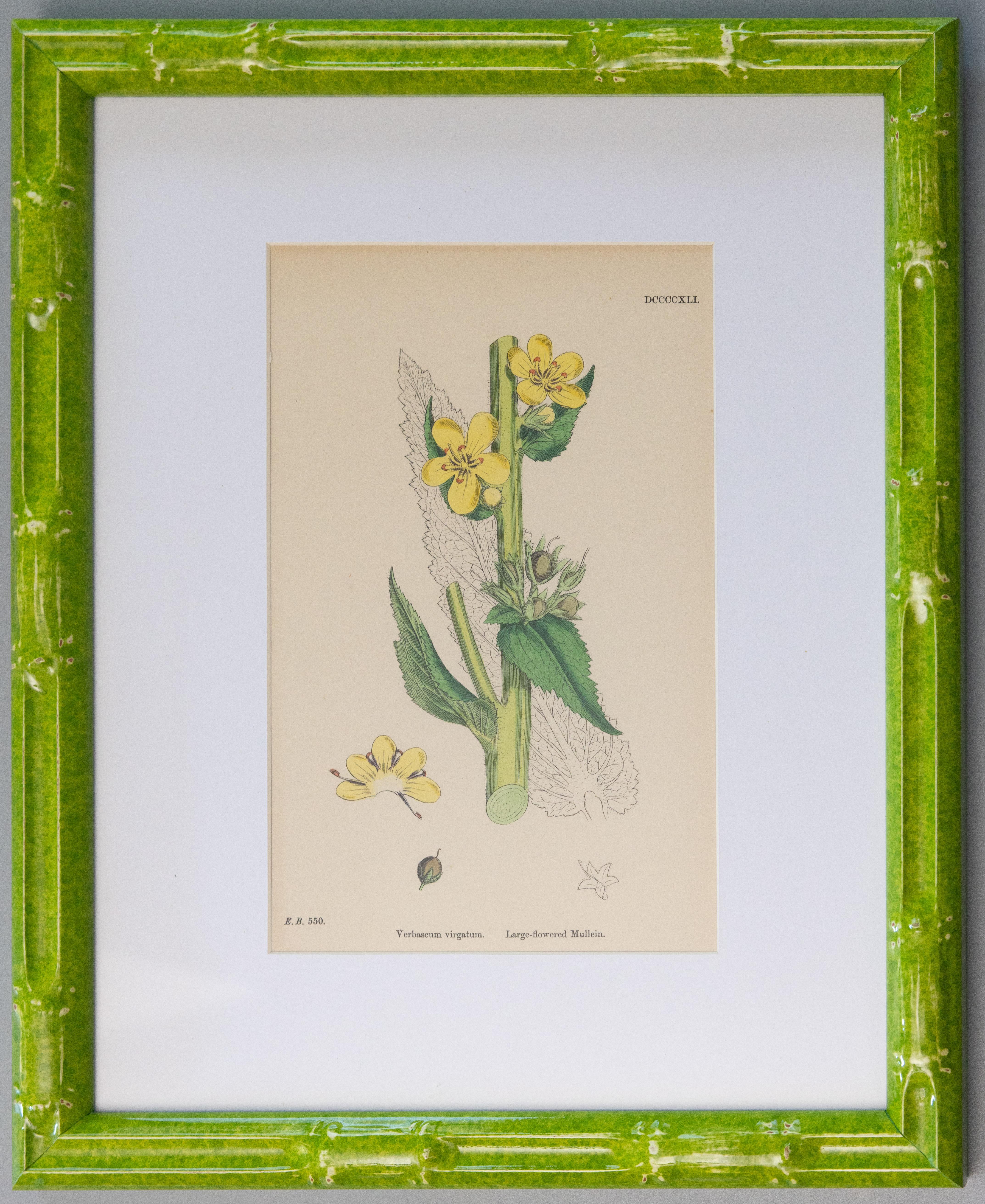 Lovely custom framed 19th century botanical engravings from 