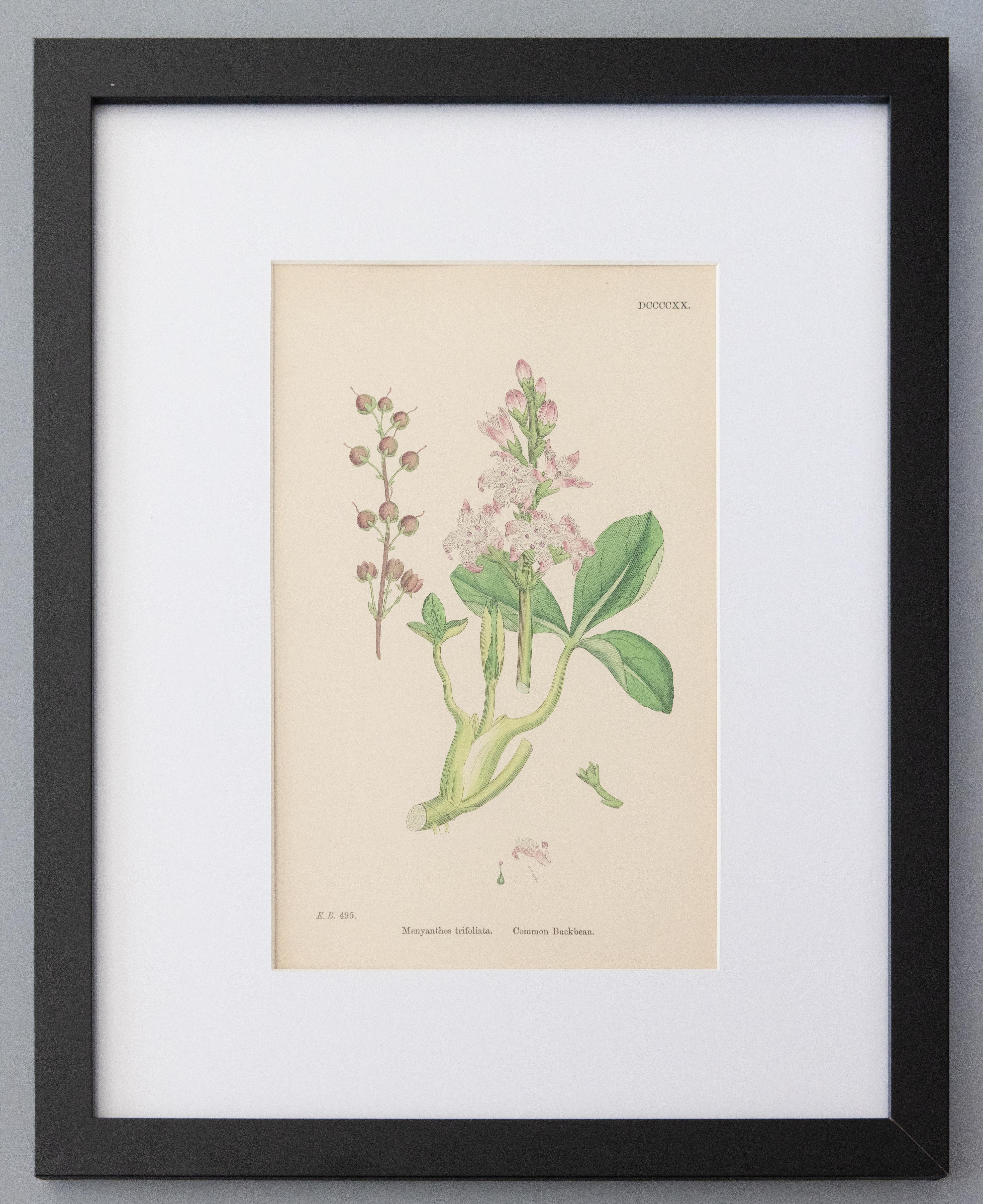 Engraved Sowerby English Botany - Custom Framed Botanical Plates, Set of Two For Sale