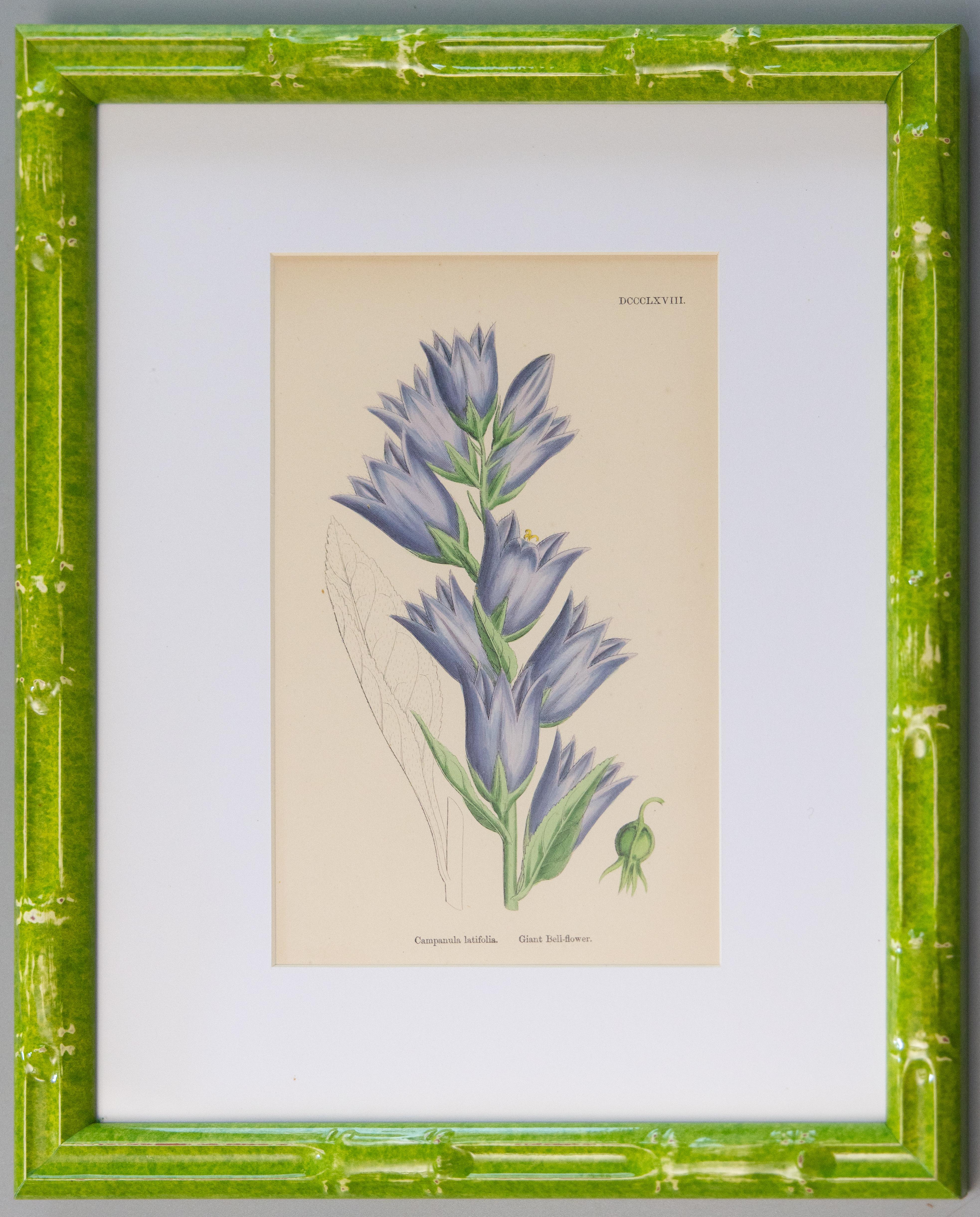 Sowerby English Botany - Custom Framed Botanical Plates, set of two In Good Condition For Sale In Pearland, TX