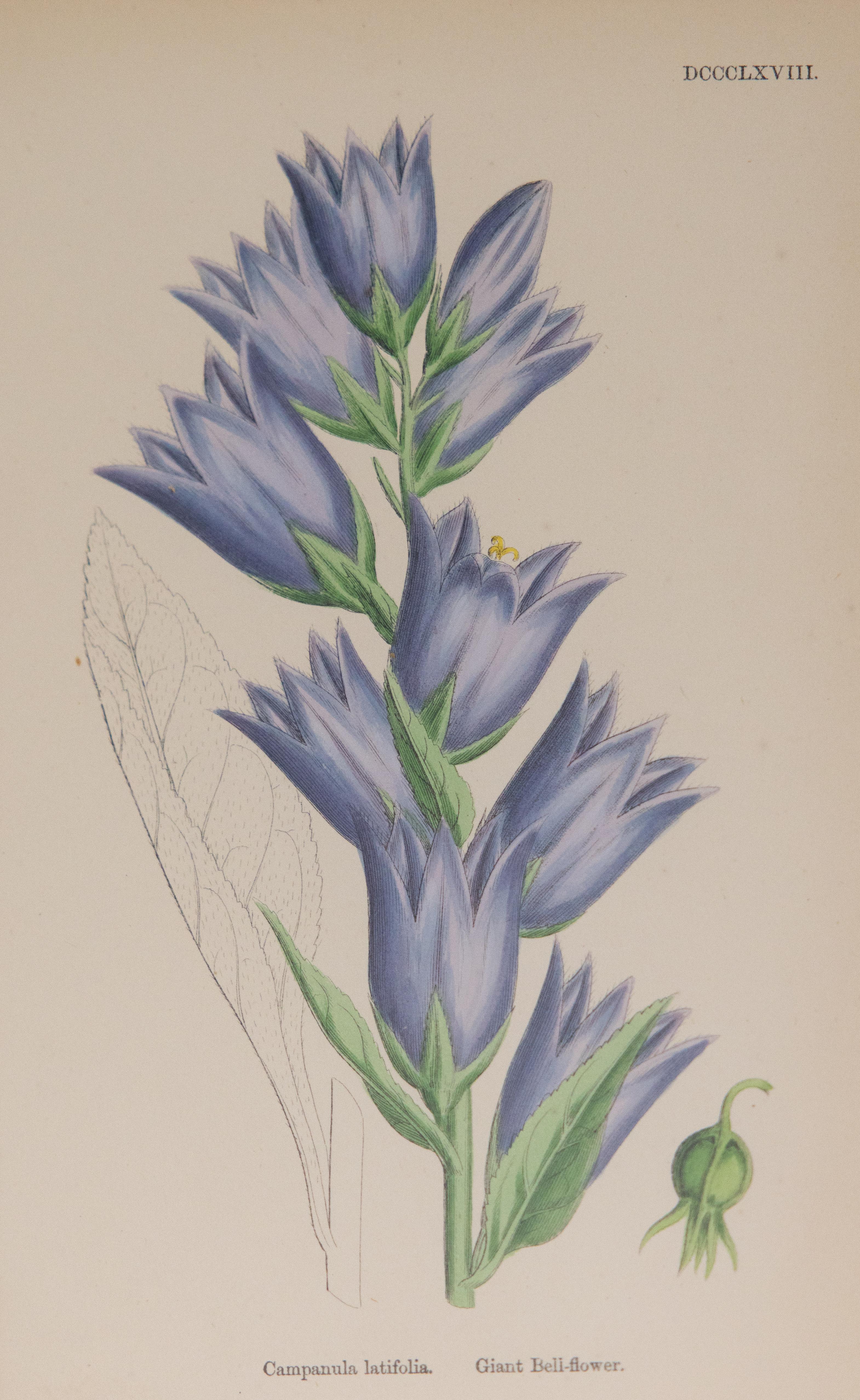 19th Century Sowerby English Botany - Custom Framed Botanical Plates, set of two For Sale