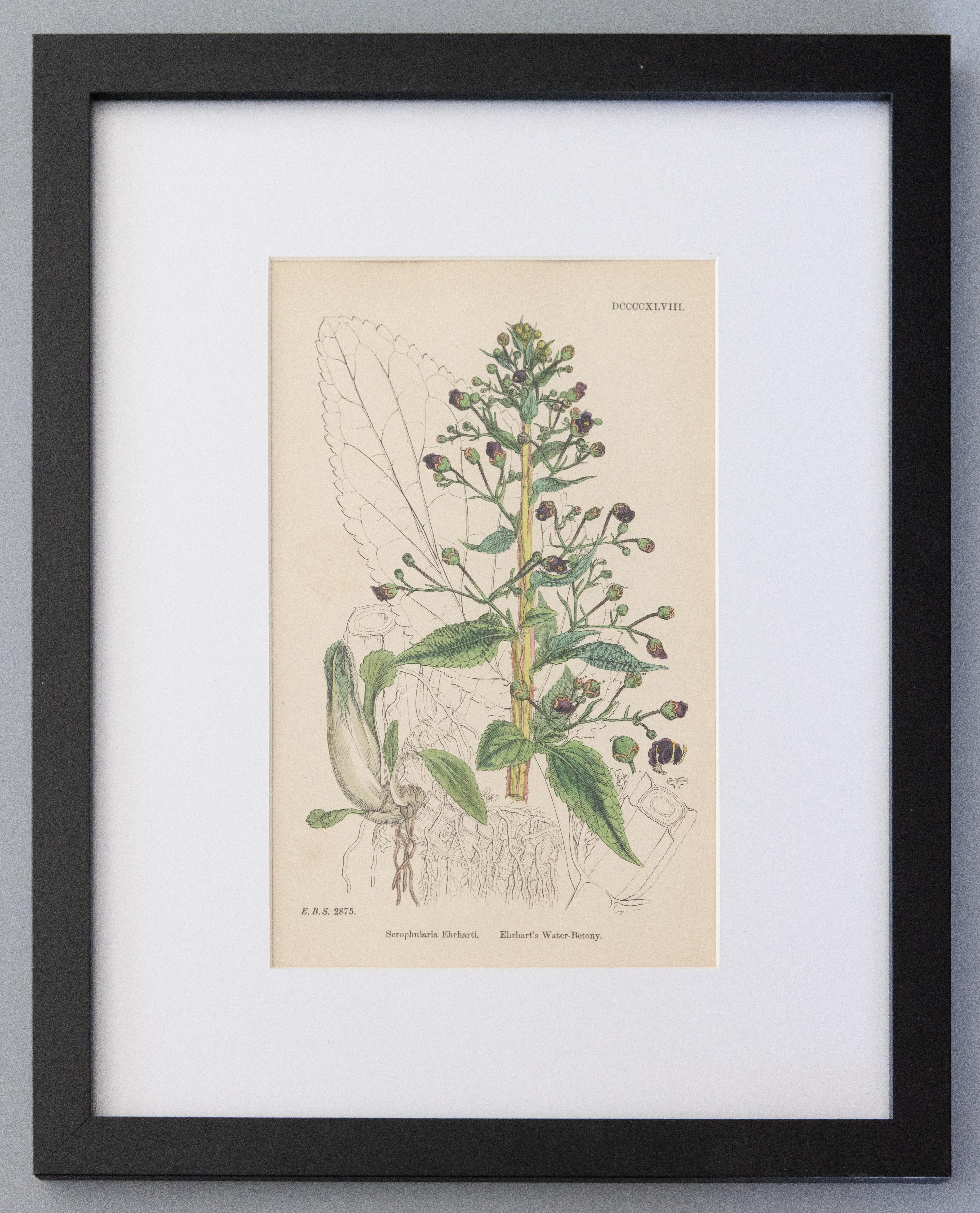 Glass Sowerby English Botany - Custom Framed Botanical Plates, Set of Two For Sale