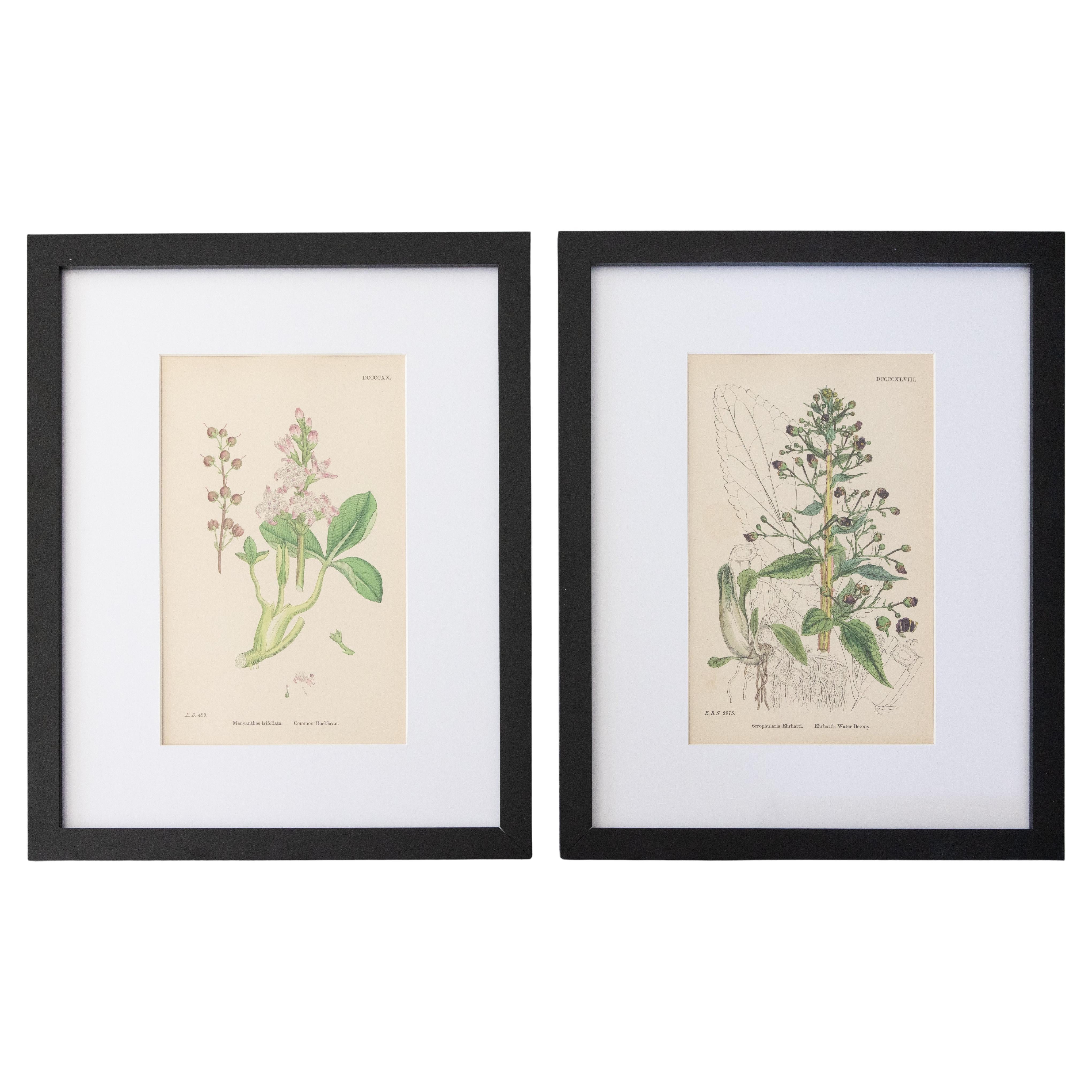 Sowerby English Botany - Custom Framed Botanical Plates, Set of Two For Sale
