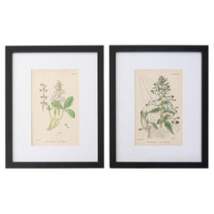 Sowerby English Botany - Custom Framed Botanical Plates, Set of Two