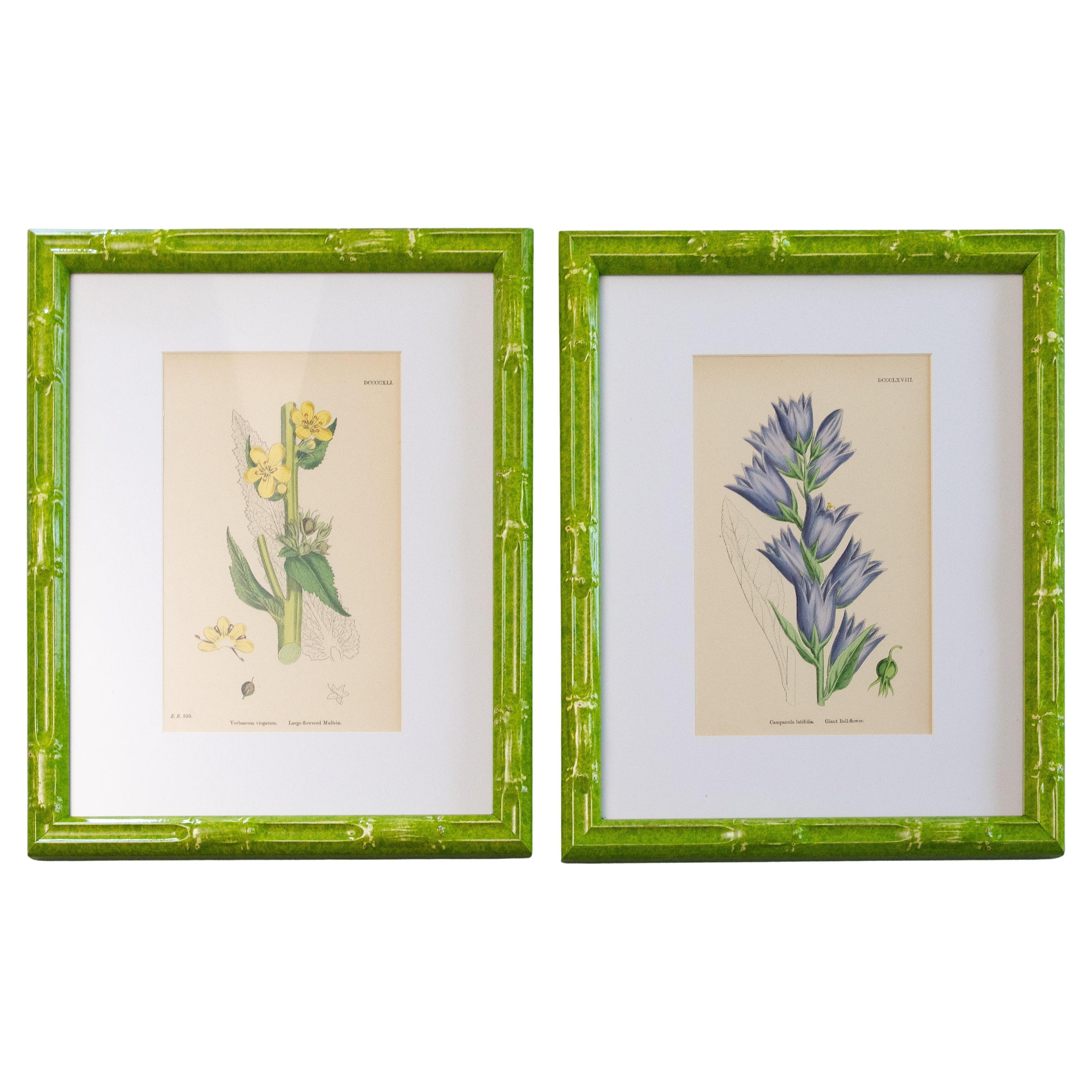 Sowerby English Botany - Custom Framed Botanical Plates, set of two For Sale
