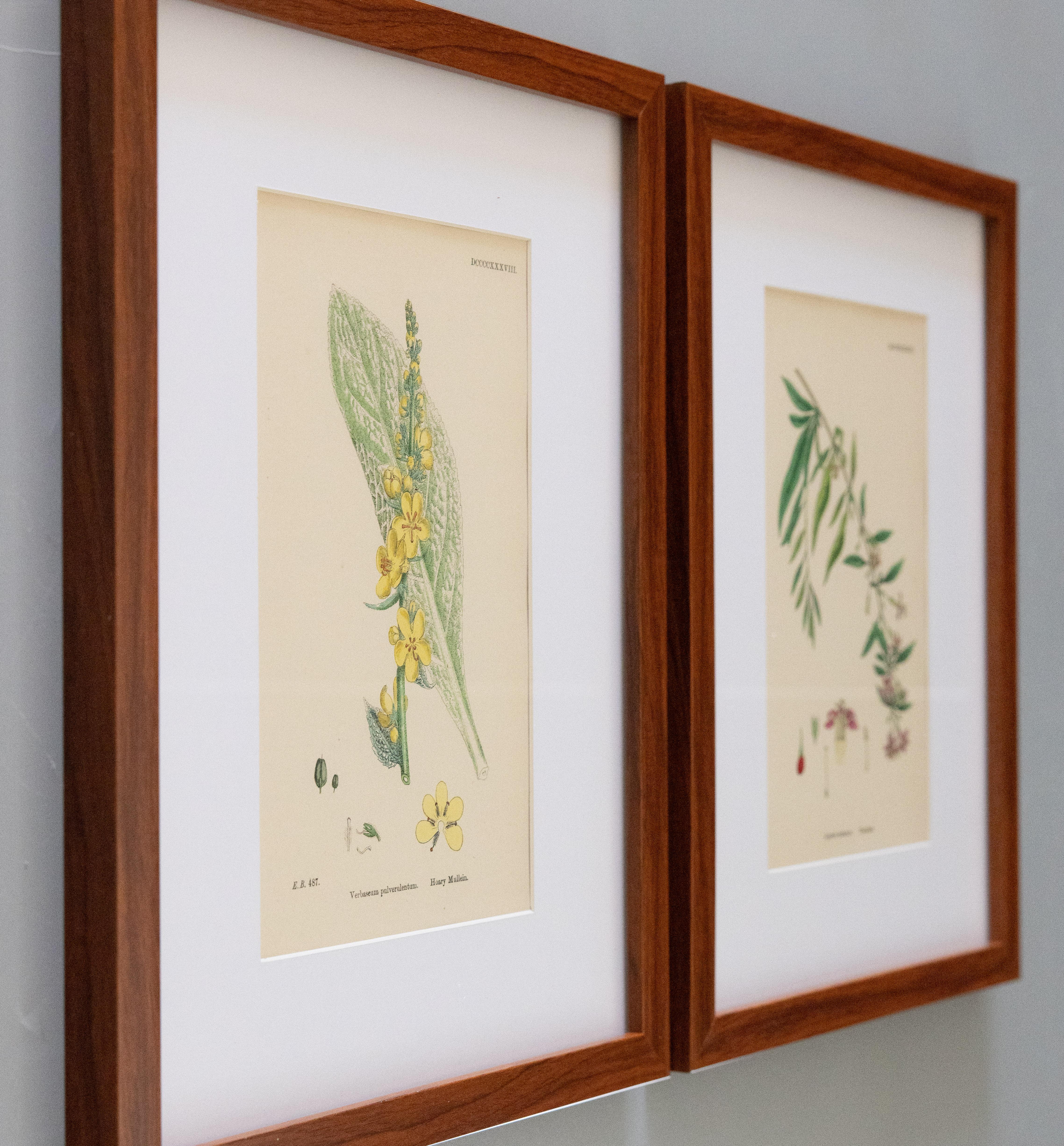 Custom framed 19th century botanical engravings from 