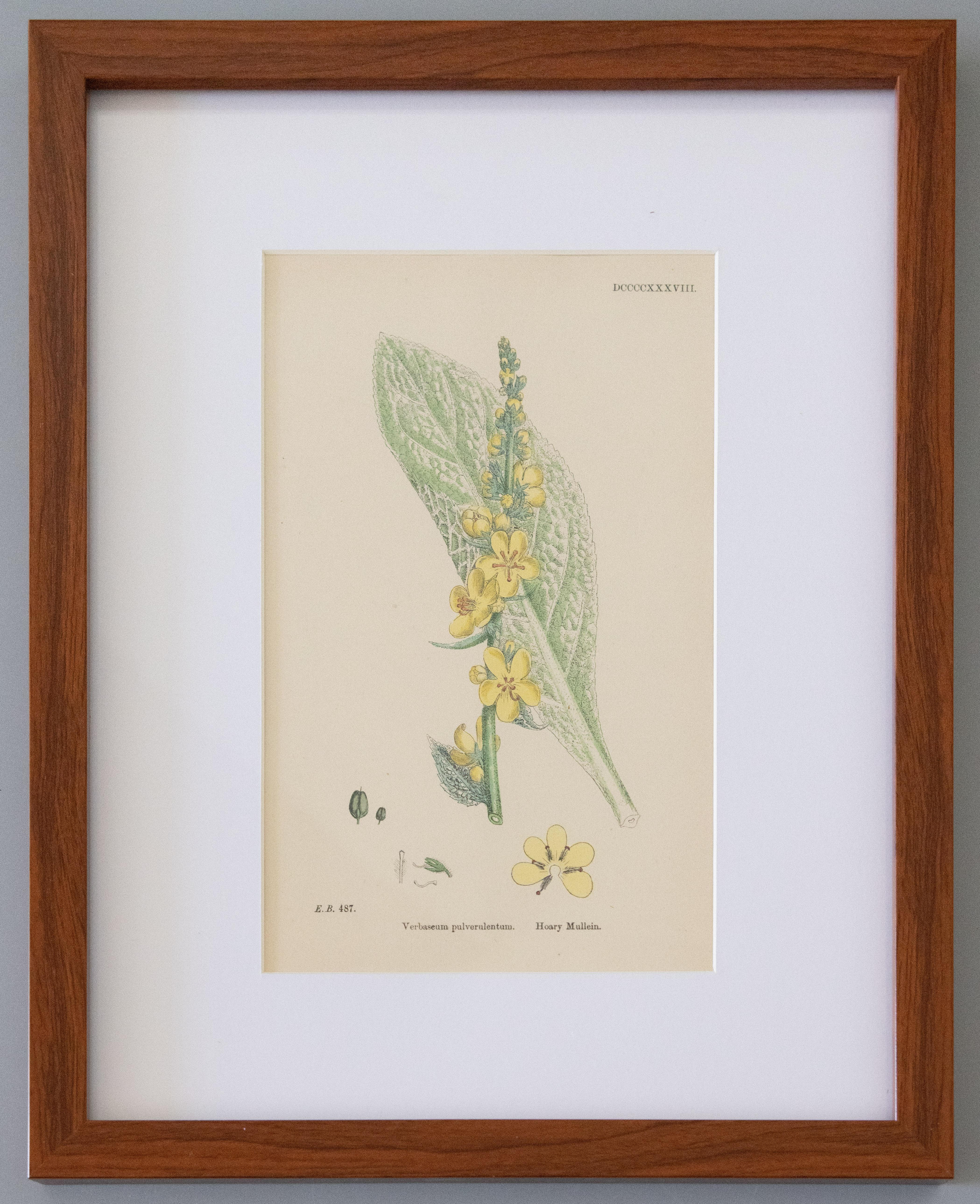 Late Victorian Sowerby's English Botany - Custom Framed Botanical Plates, Set of Two For Sale