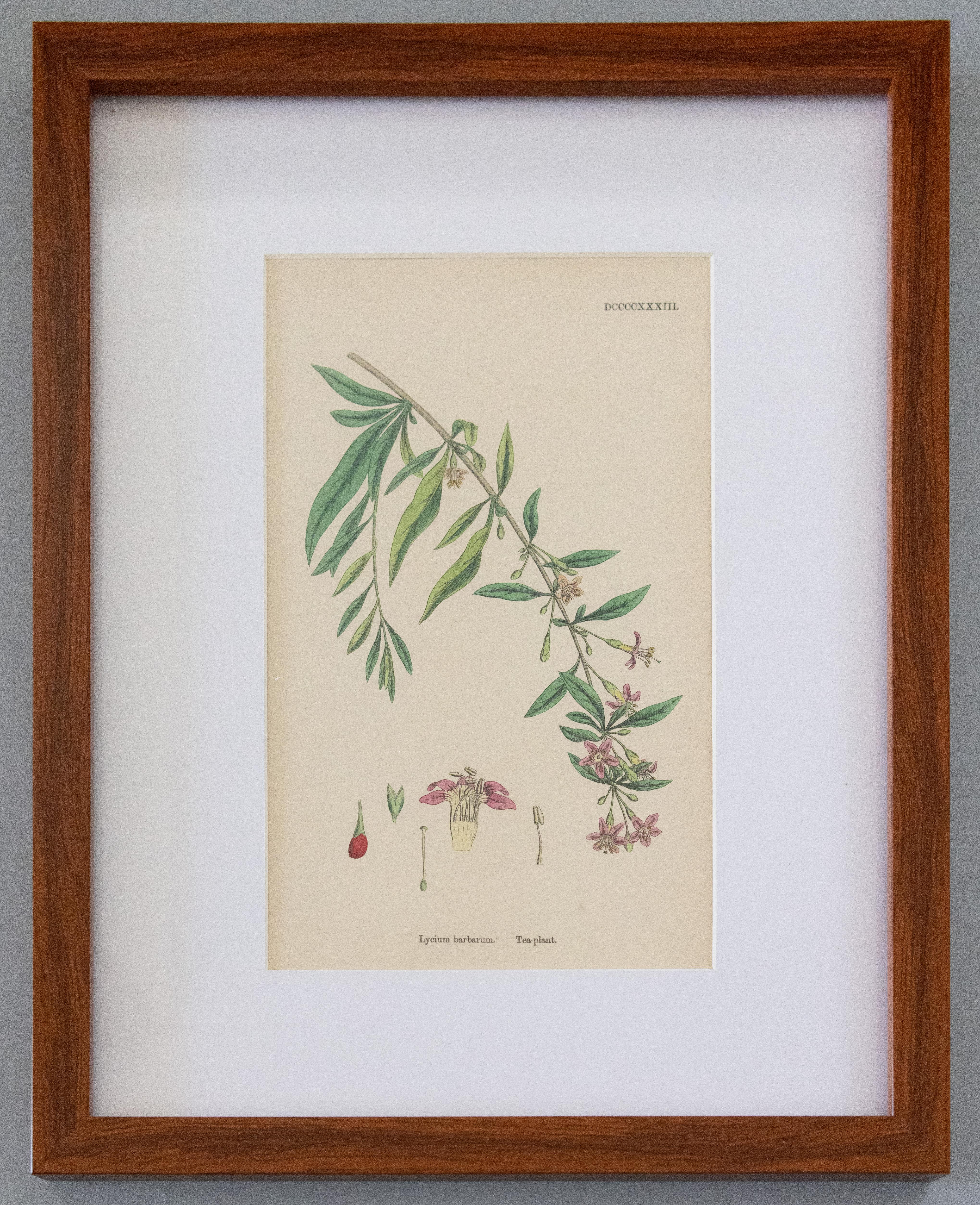Mid-19th Century Sowerby's English Botany - Custom Framed Botanical Plates, Set of Two For Sale
