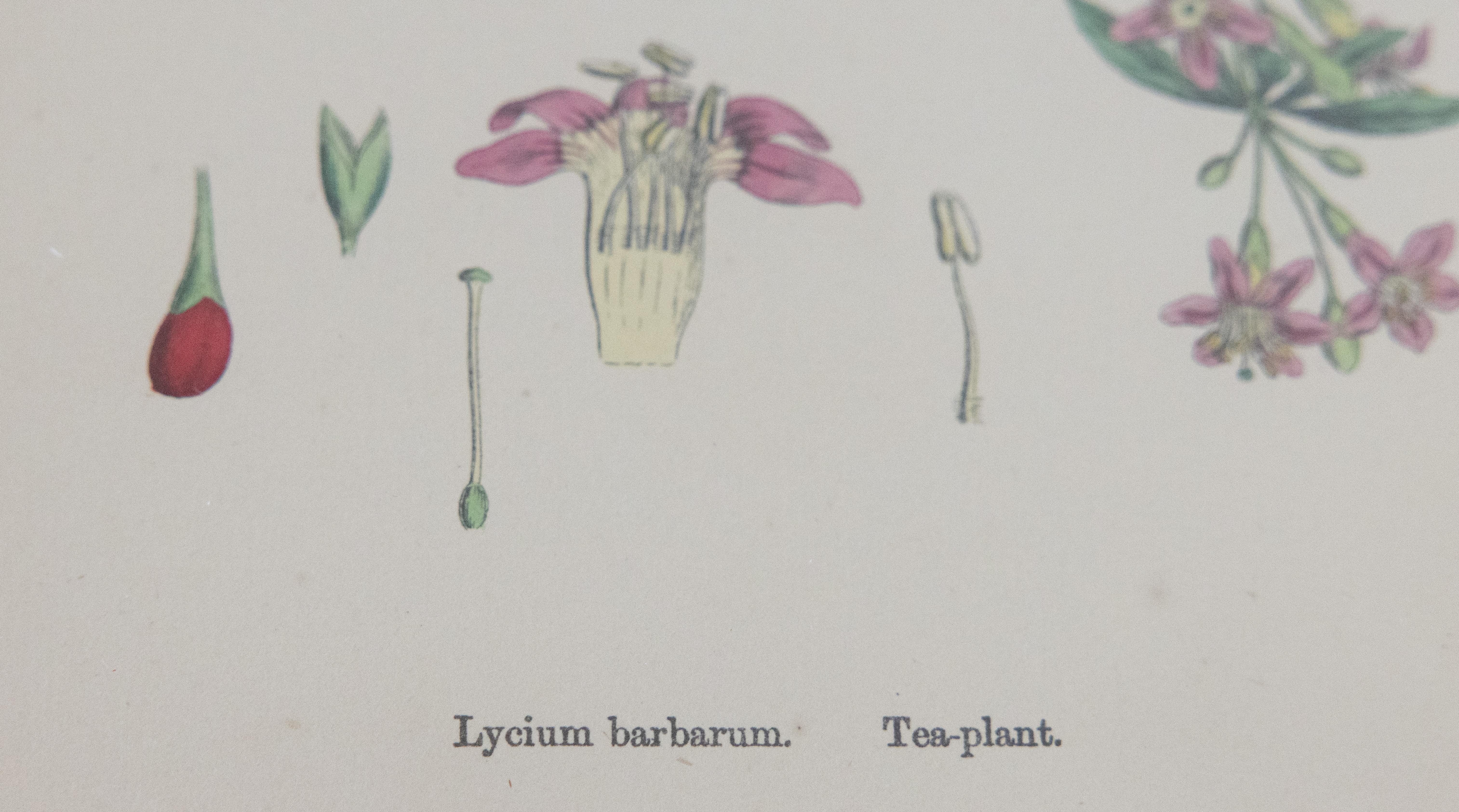 Sowerby's English Botany - Custom Framed Botanical Plates, Set of Two For Sale 1