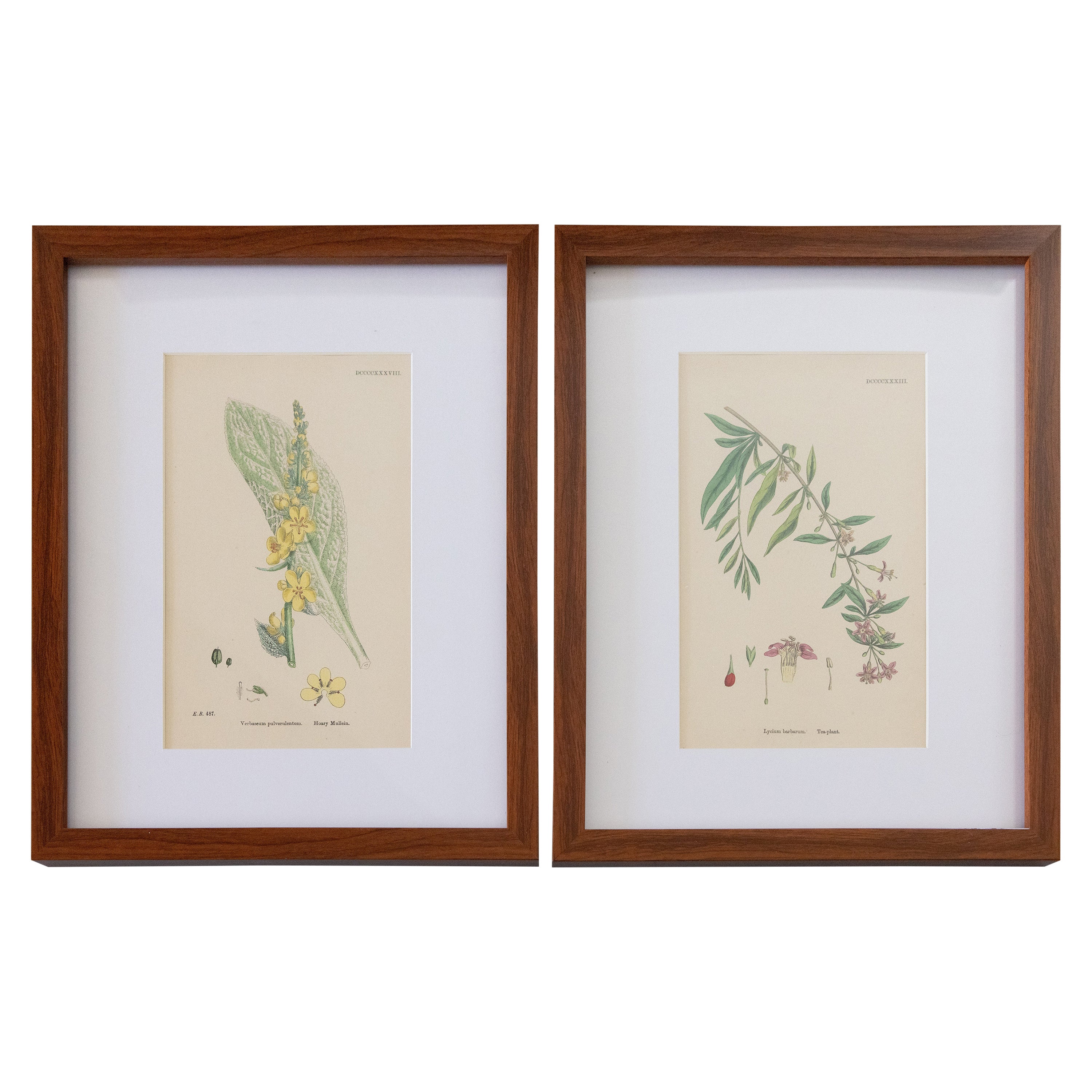 Sowerby's Englisches Botany – maßgefertigte gerahmte botanische Teller, Zweier-Set