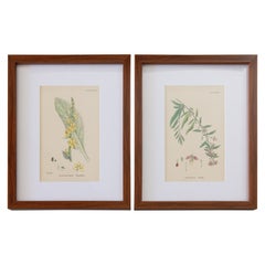 Sowerby's Englisches Botany – maßgefertigte gerahmte botanische Teller, Zweier-Set
