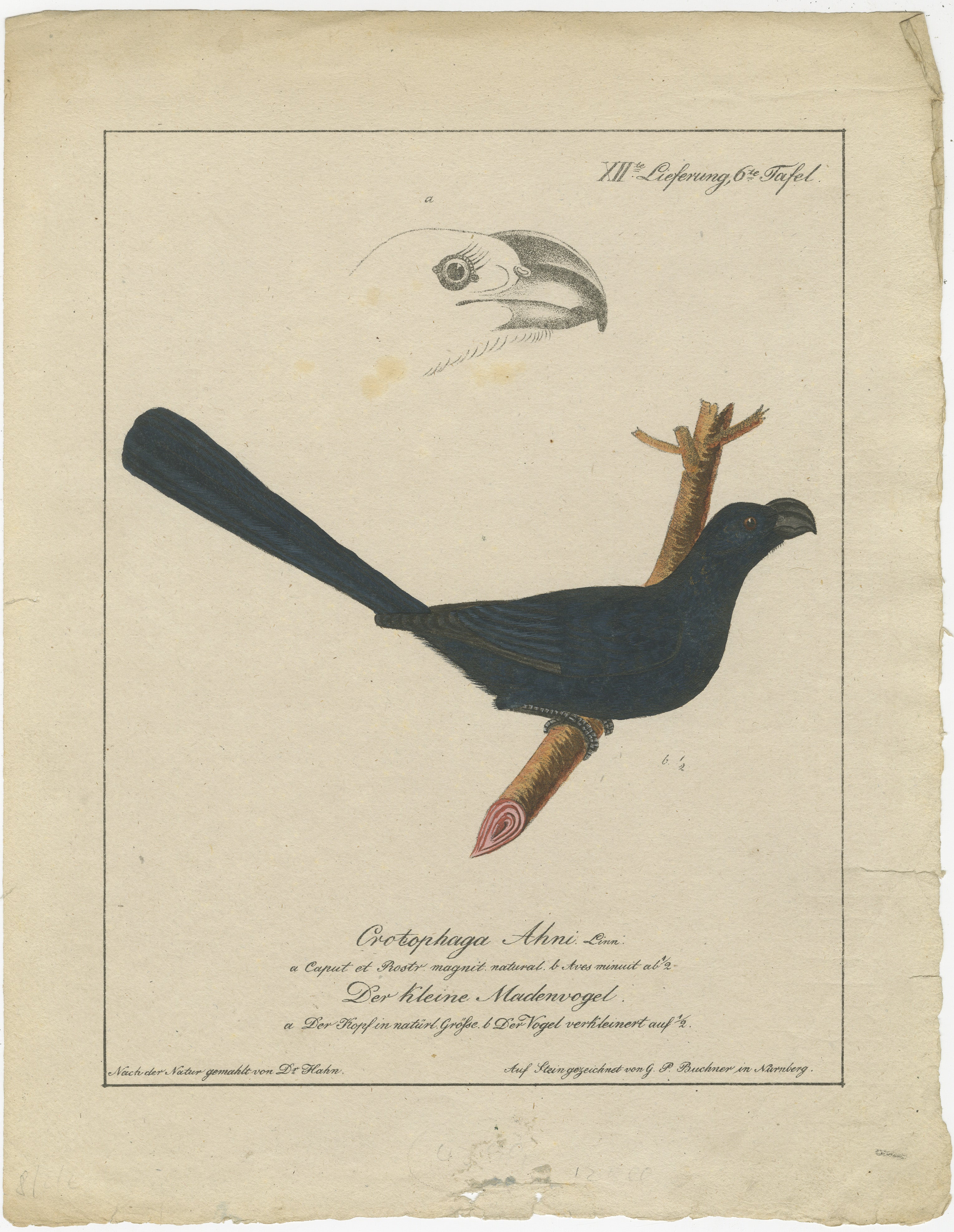 Der Druck ist eine wunderschön detaillierte handkolorierte Lithographie aus dem frühen 19. Jahrhundert, die Carl Wilhelm Hahn zugeschrieben wird. Es zeigt den Prachtkotinga (Cotinga cayana), einen Vogel, der für sein auffälliges Federkleid und seine
