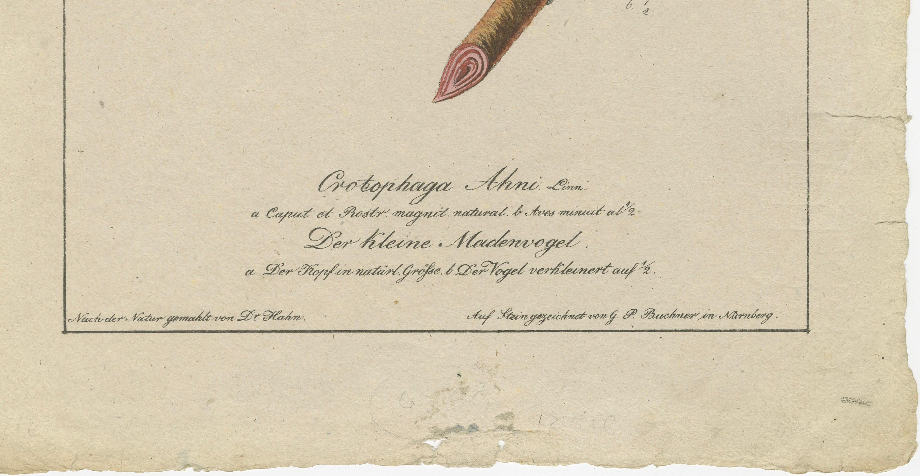 L'oiseau à paillettes : The CIRCA of the Canopy, vers 1820 État moyen - En vente à Langweer, NL