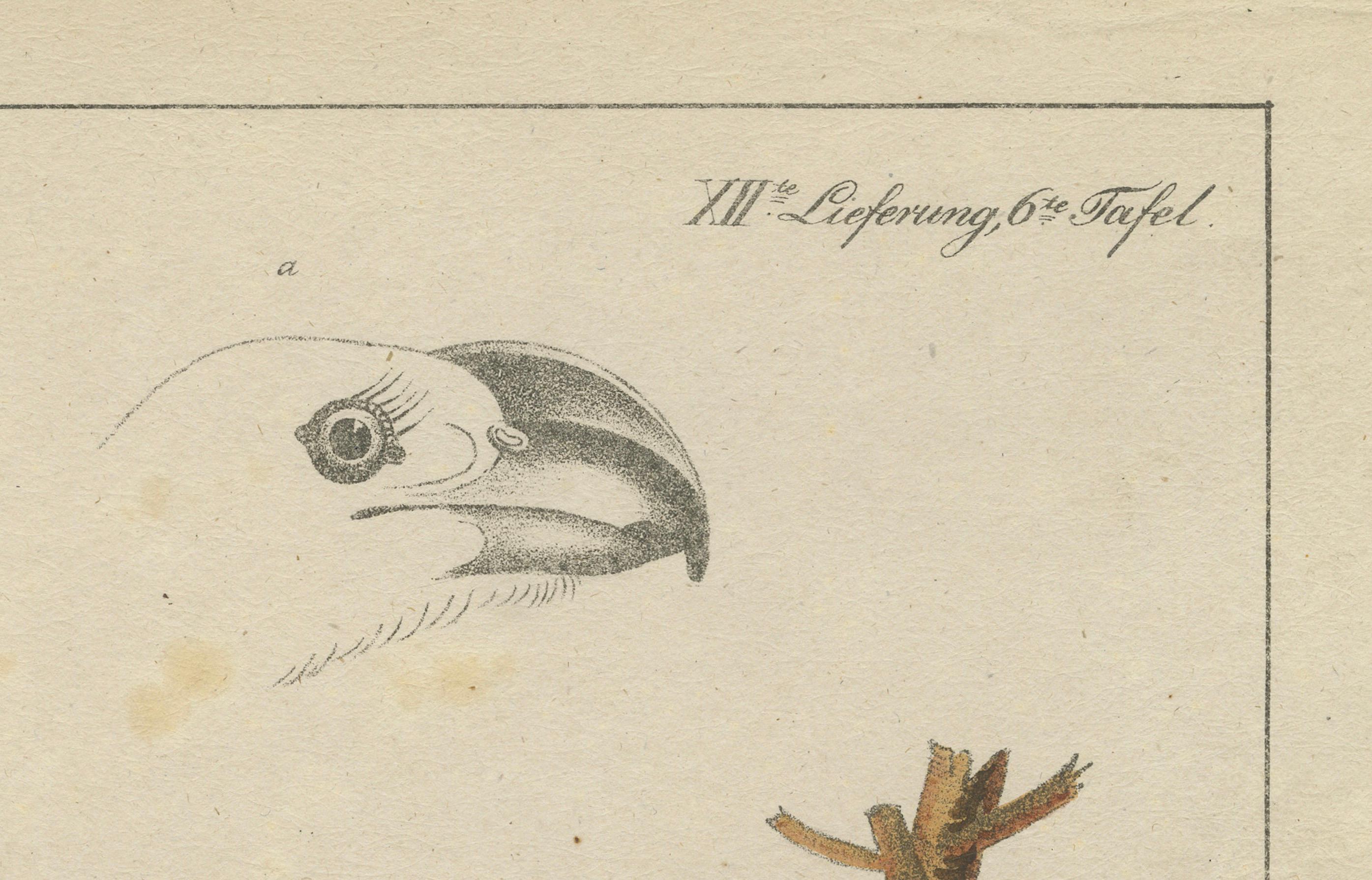 Début du XIXe siècle L'oiseau à paillettes : The CIRCA of the Canopy, vers 1820 en vente