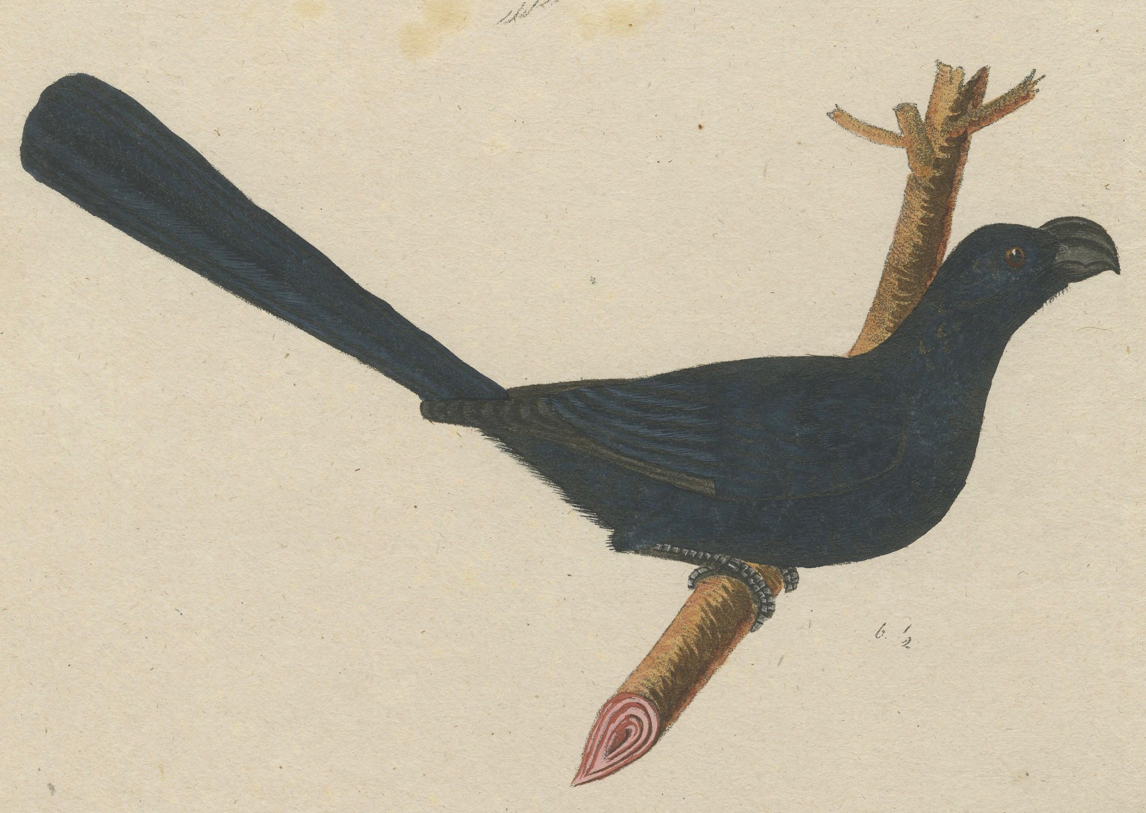 Paper Spangled Soarer: The Cotinga of the Canopy, circa 1820 For Sale