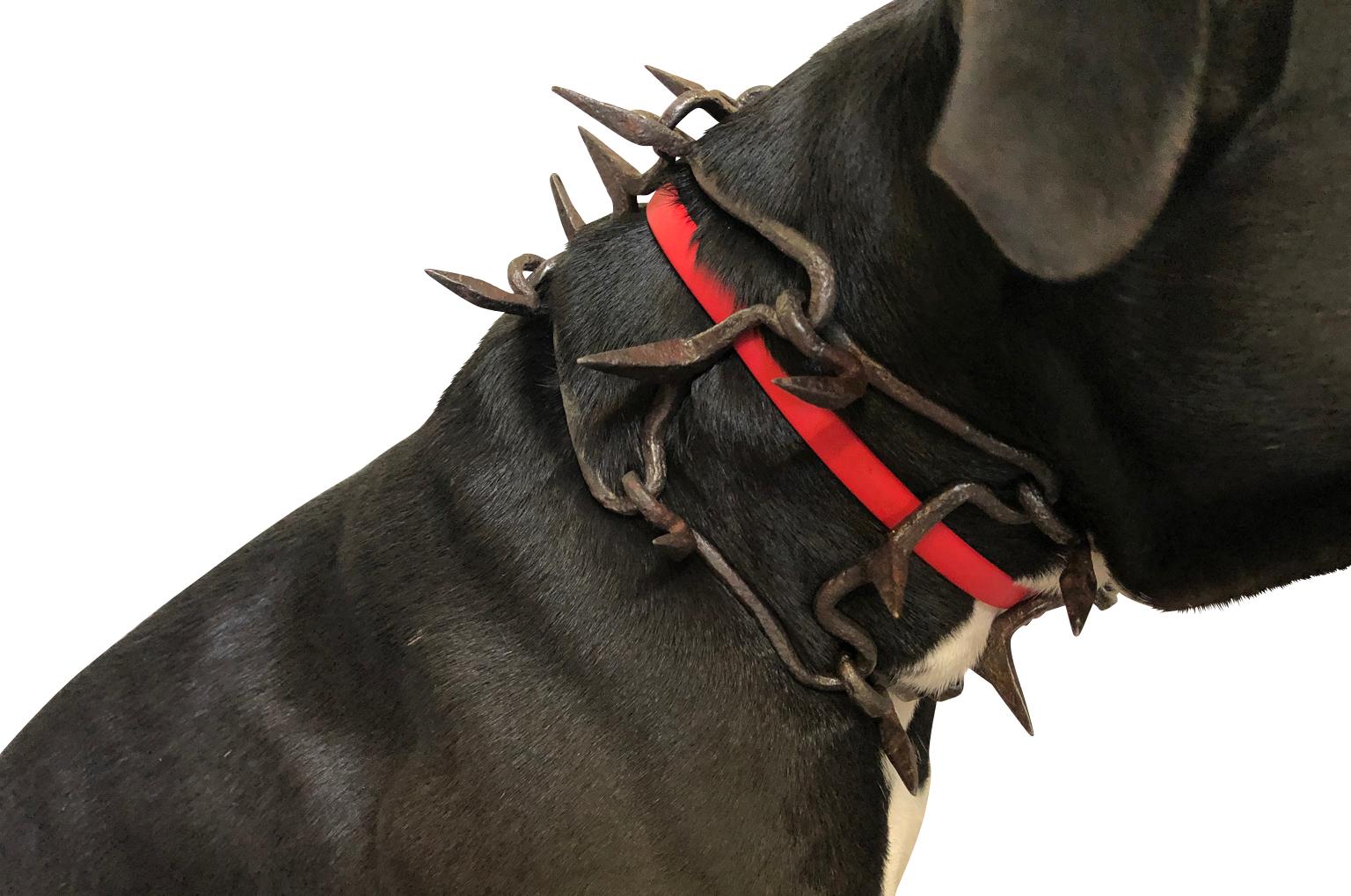 A very interesting 18th century dog collar expertly crafted in iron. Collars such as this one were used to protect the dog from attack. An intriguing art piece to lay on any table top or display from a stand.