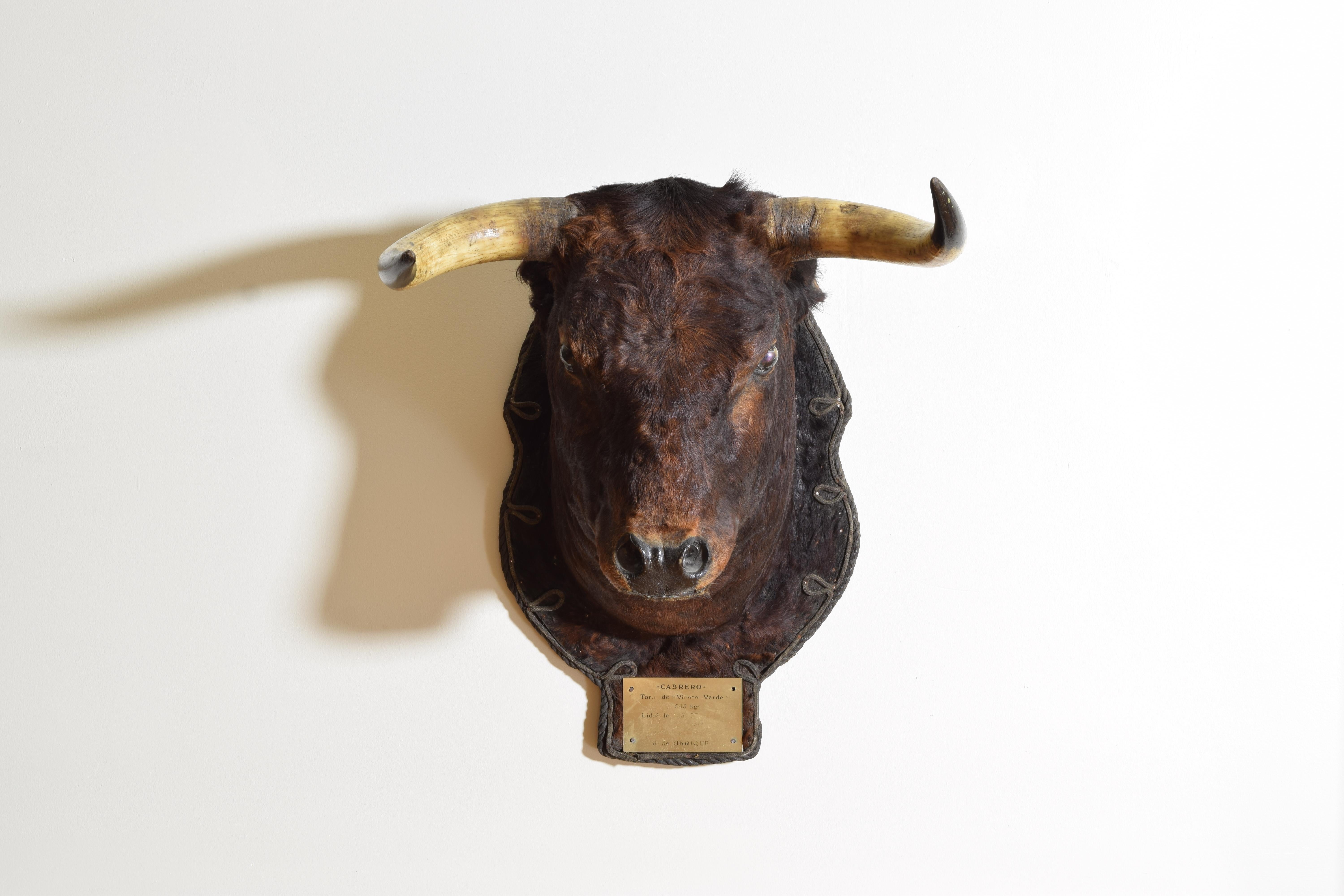head and neck mount of Spanish fighting bull retaining its brass nameplate 