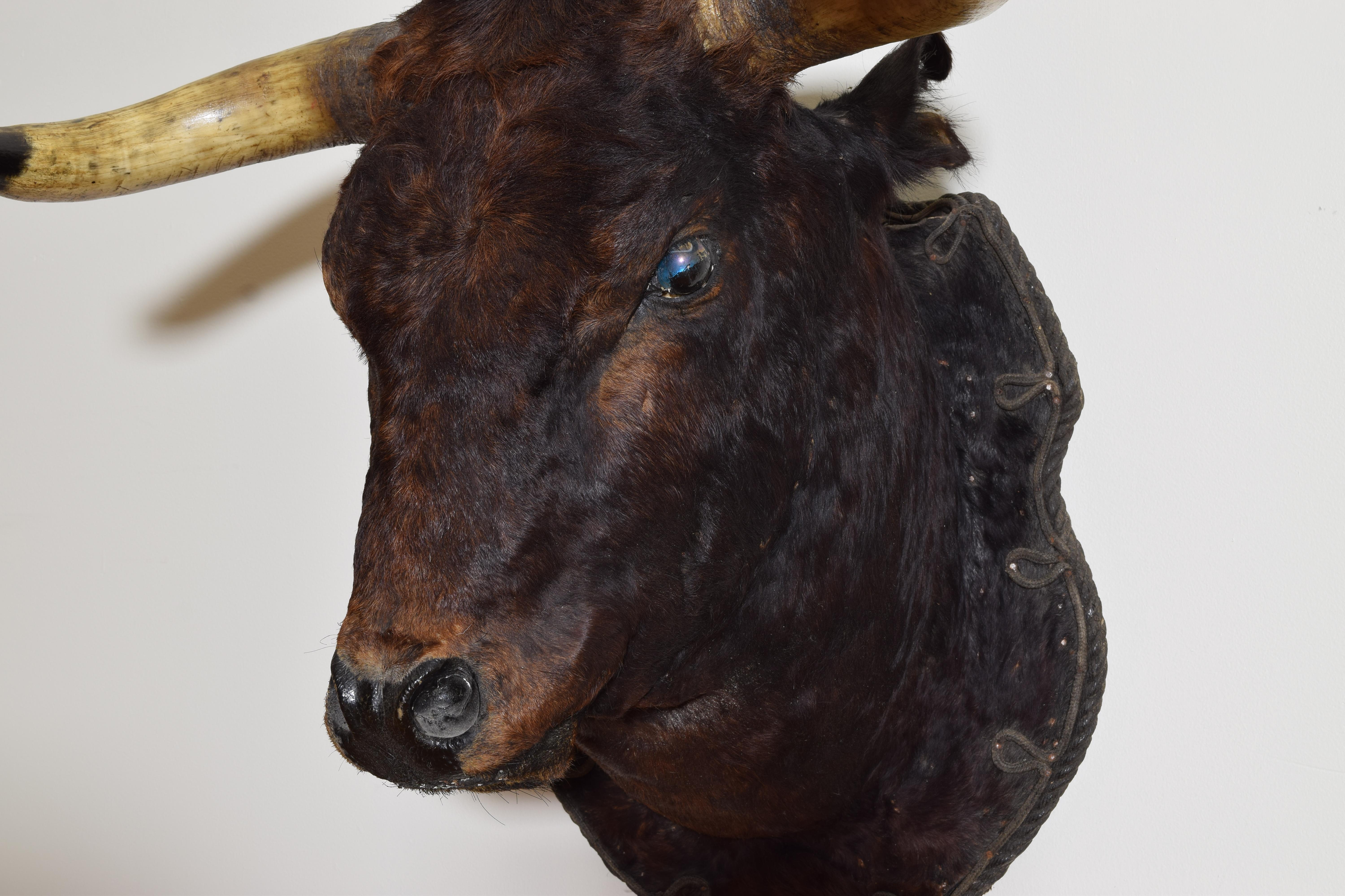spanish fighting bull for sale